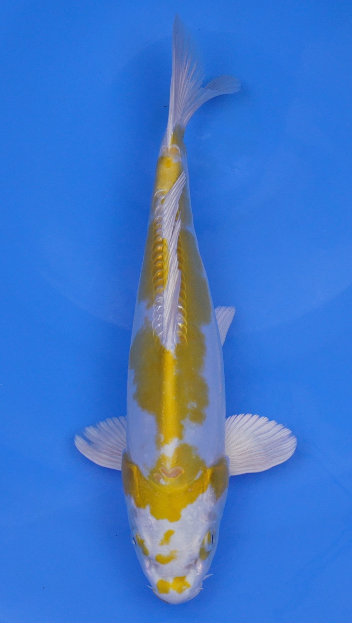 Doitsu Hariwake 13 inch - 240114321