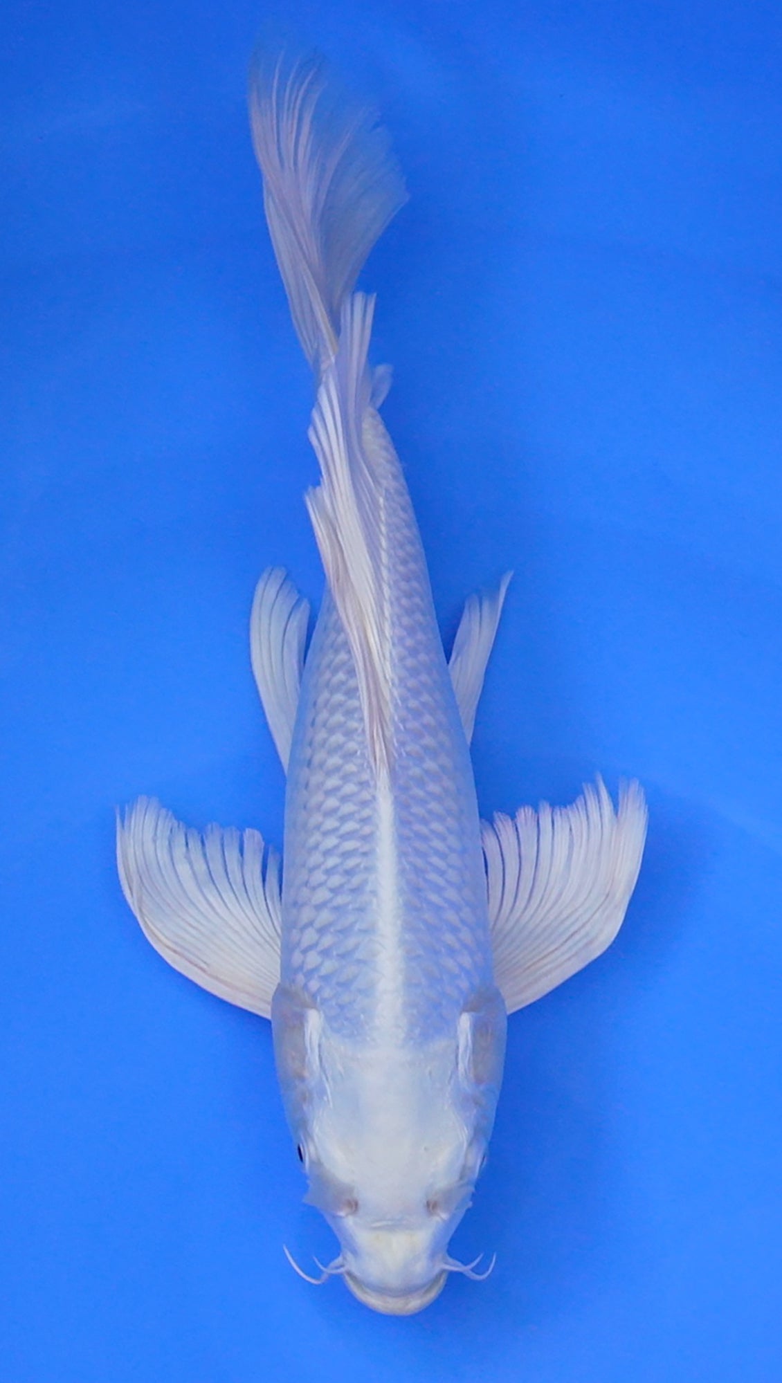 Long Fin Platinum Ogon 14 inch - 240114324