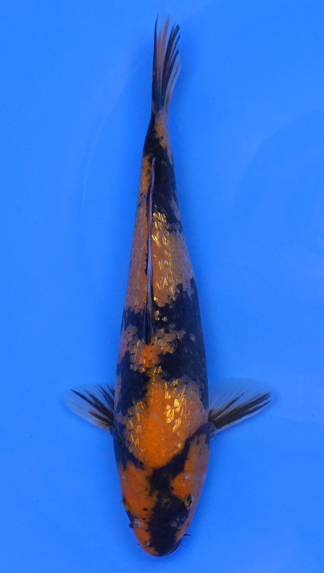 Gin Rin Hi Utsuri 12 inch - 240114325