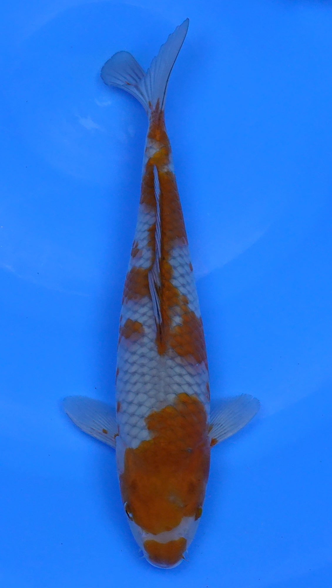 Ochiba 13 inch - 240114326