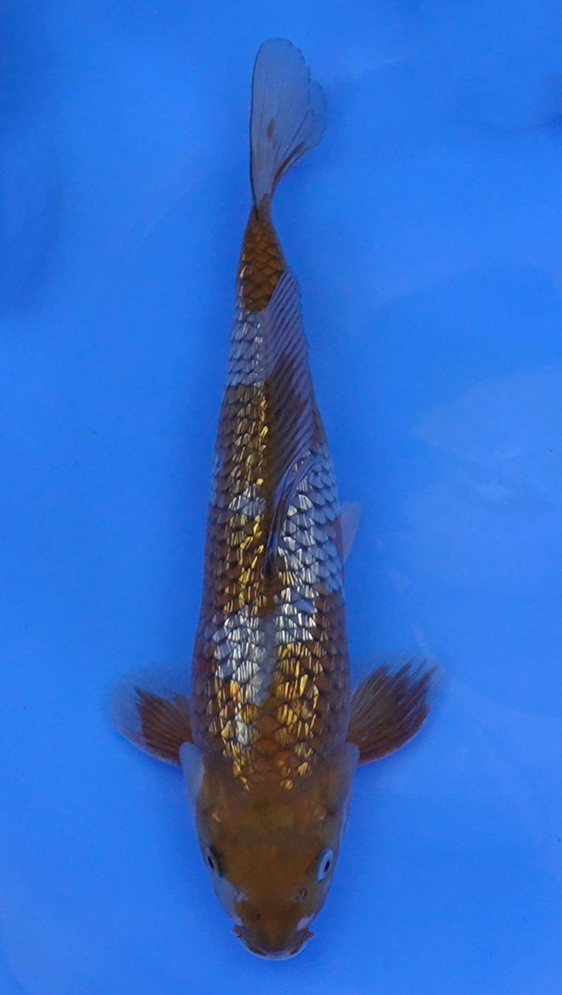 Gin Rin Ochiba 12 inch - 240114327