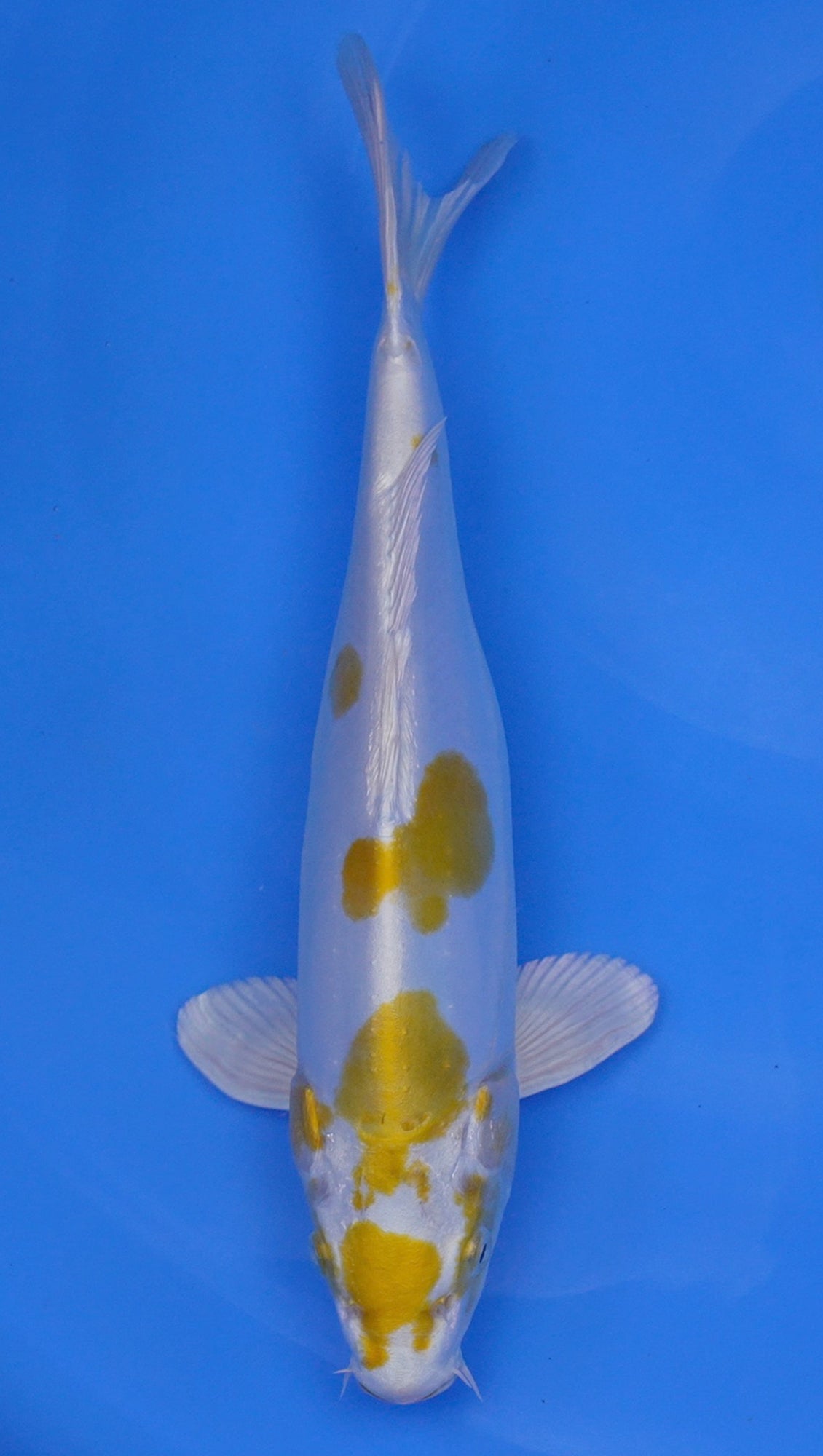 Doitsu Hariwake 13 inch - 240114328