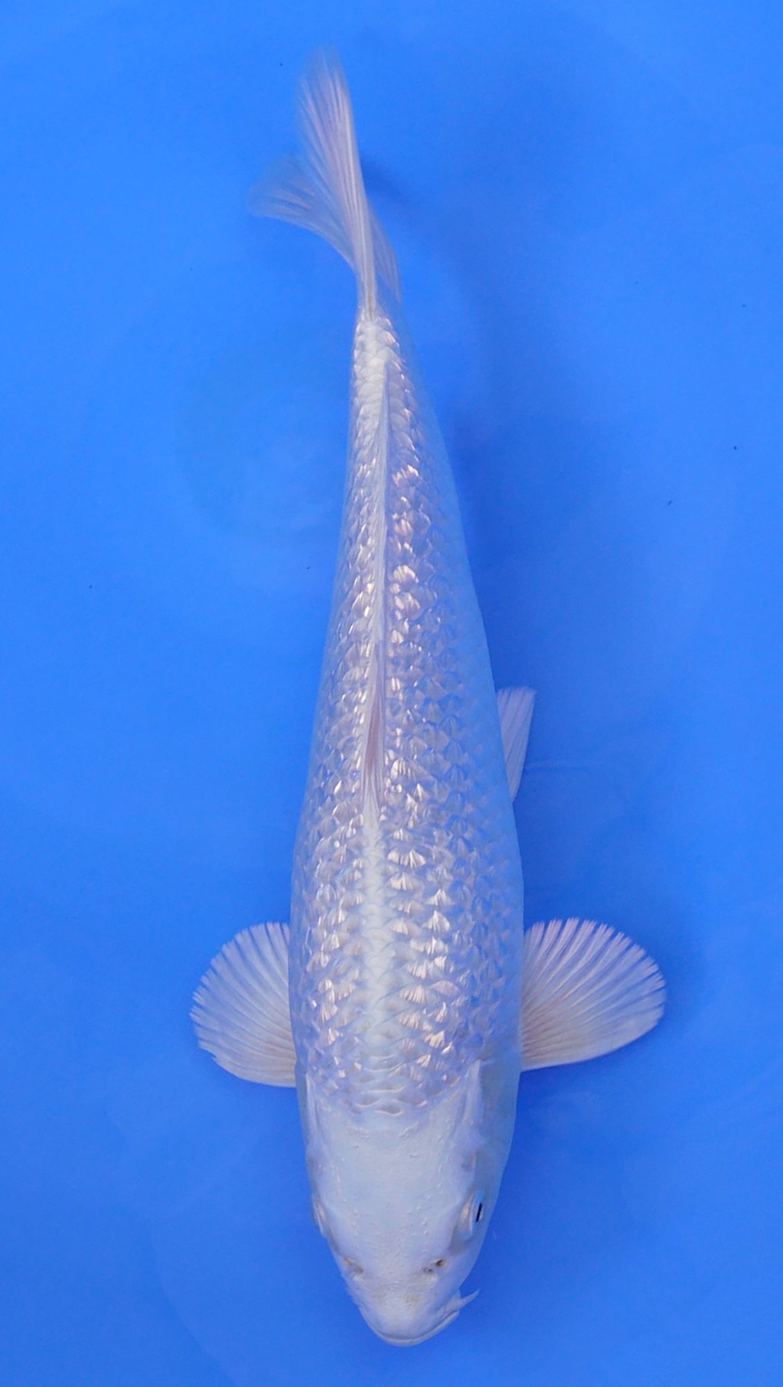 Gin Rin Platinum Ogon 13 inch - 240114329