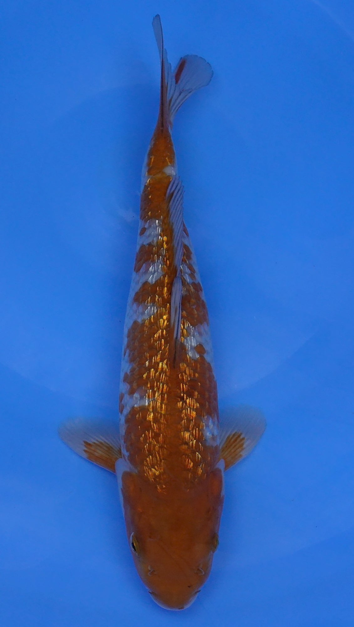 Gin Rin Ochiba 12 inch - 240114331