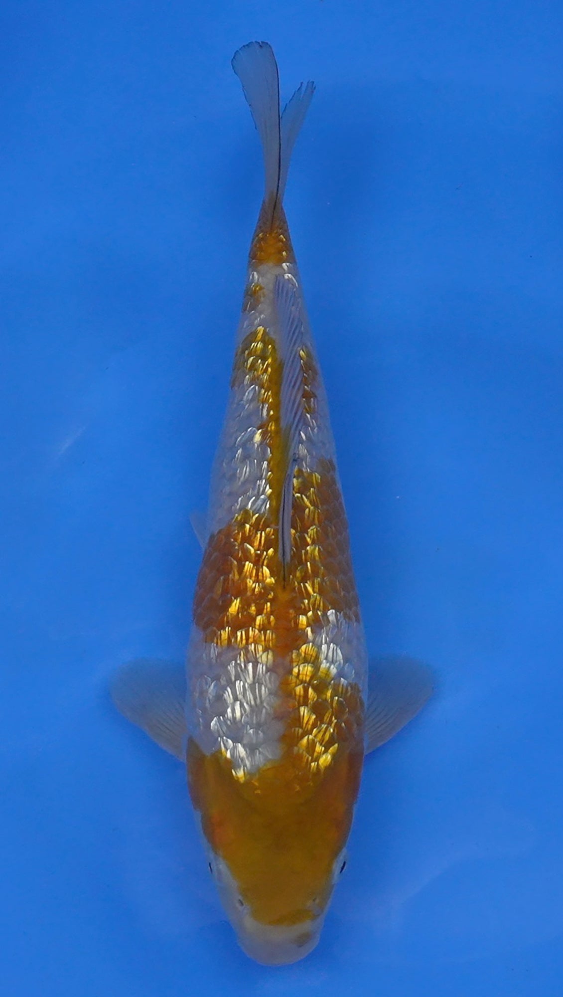 Gin Rin Ochiba 13 inch - 240118072