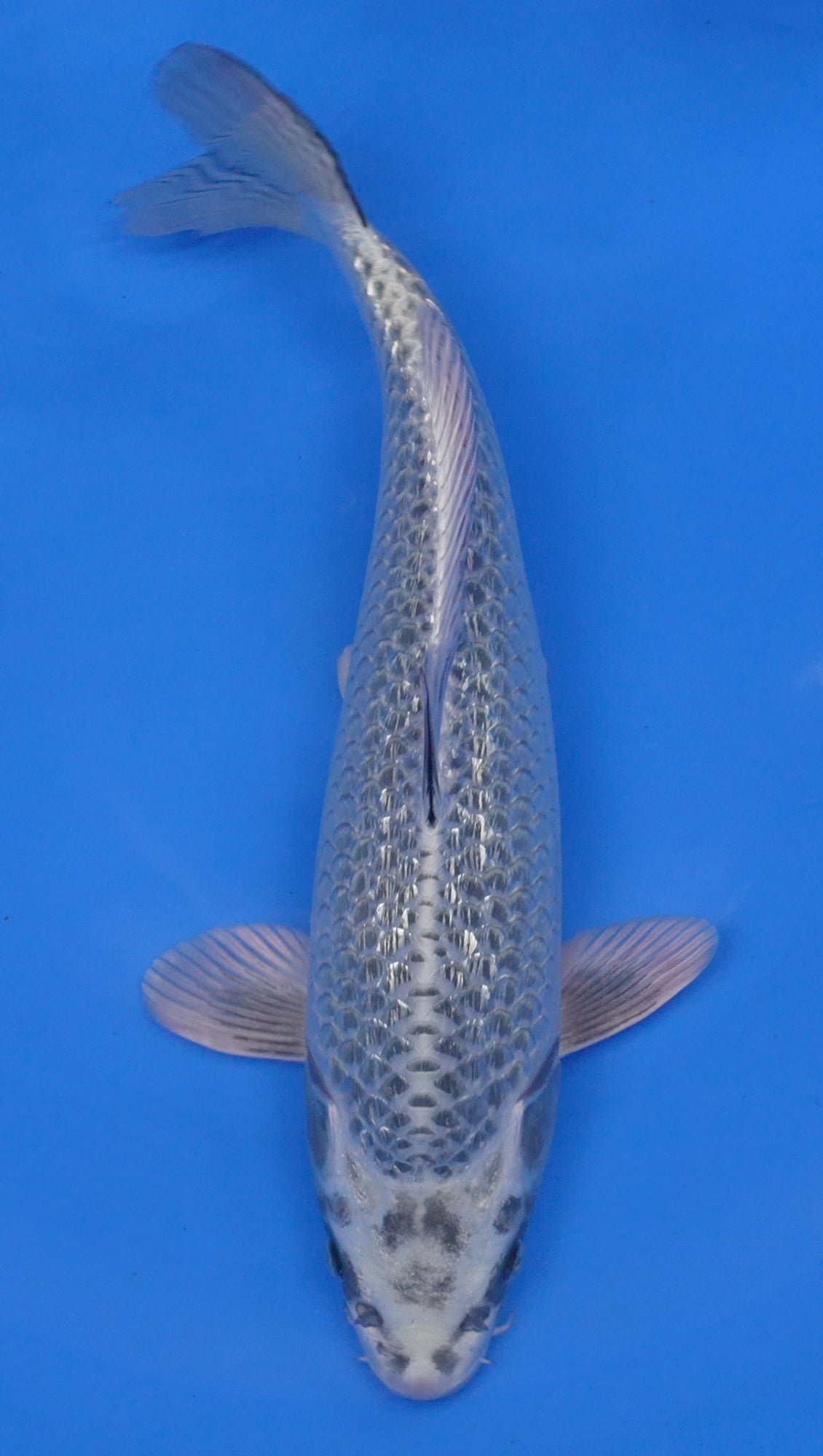 Ginga 16 inch - 240118073