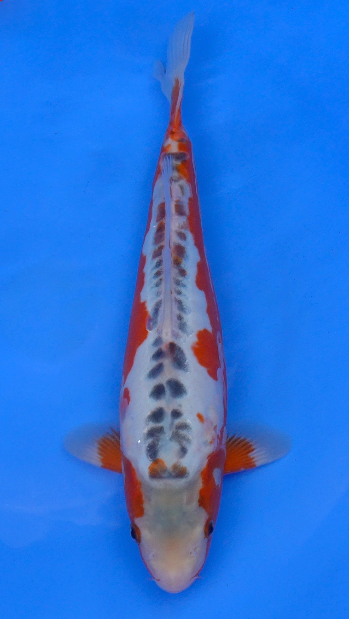 Shusui 14 inch - 240118074