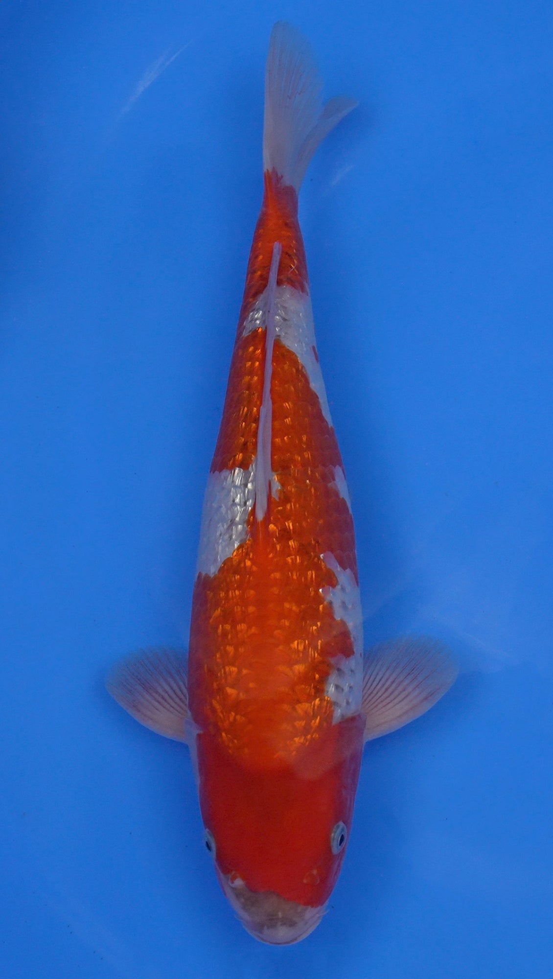 Gin Rin Goshiki 14 inch - 240118077