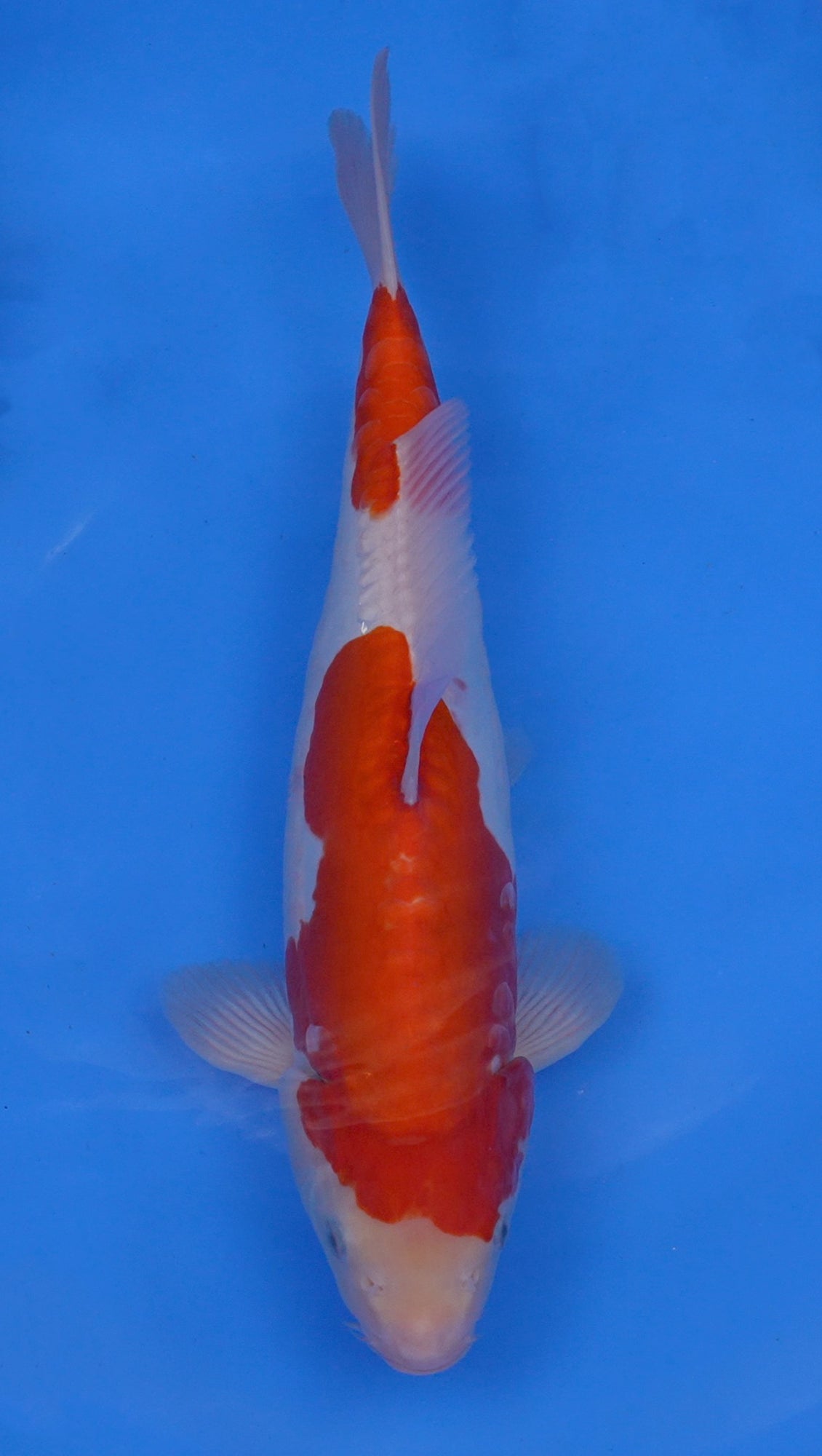 Kohaku 15 inch - 240118079