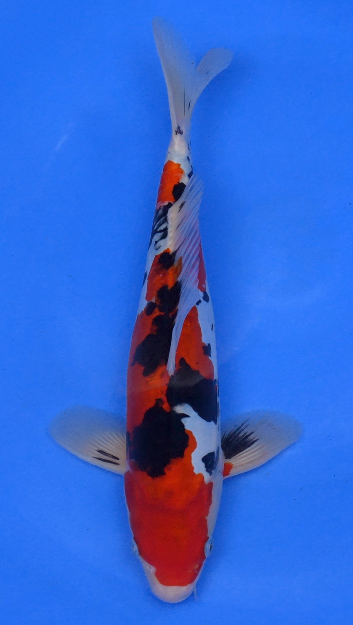 Doitsu Sanke 13 inch - 240118081