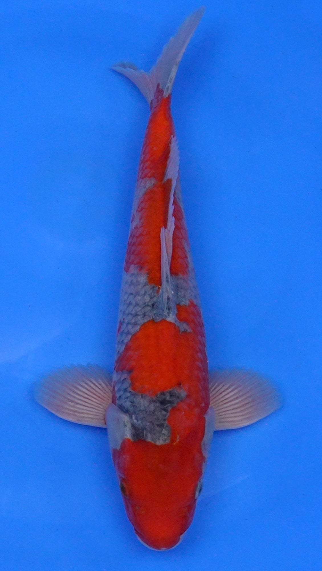 Goshiki 14 inch - 240118082