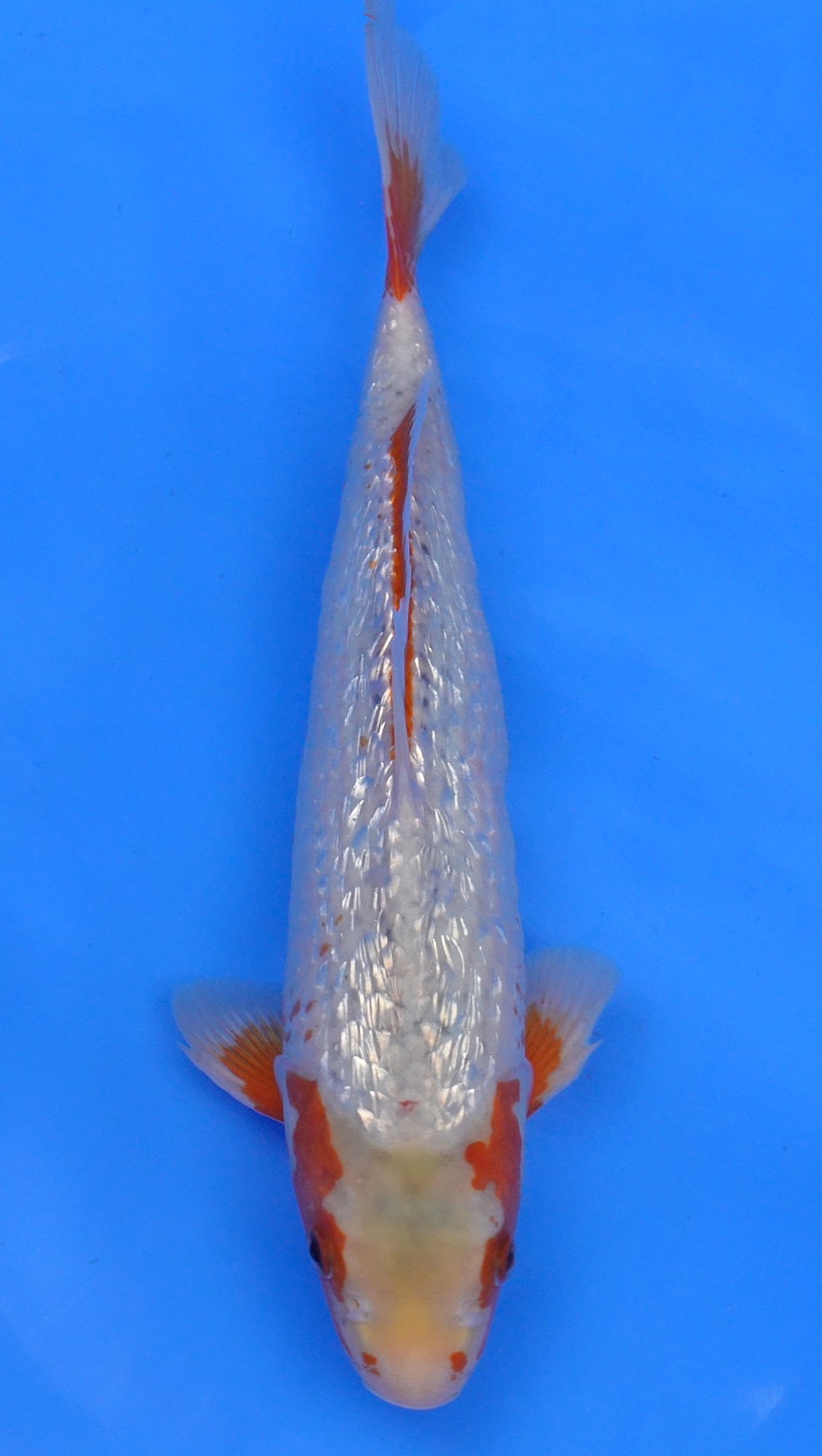 Gin Rin Asagi 15 inch - 240118083