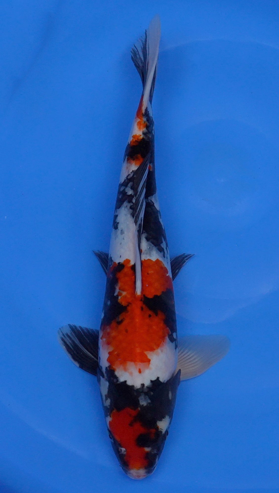 Showa 17 inch - 240121361