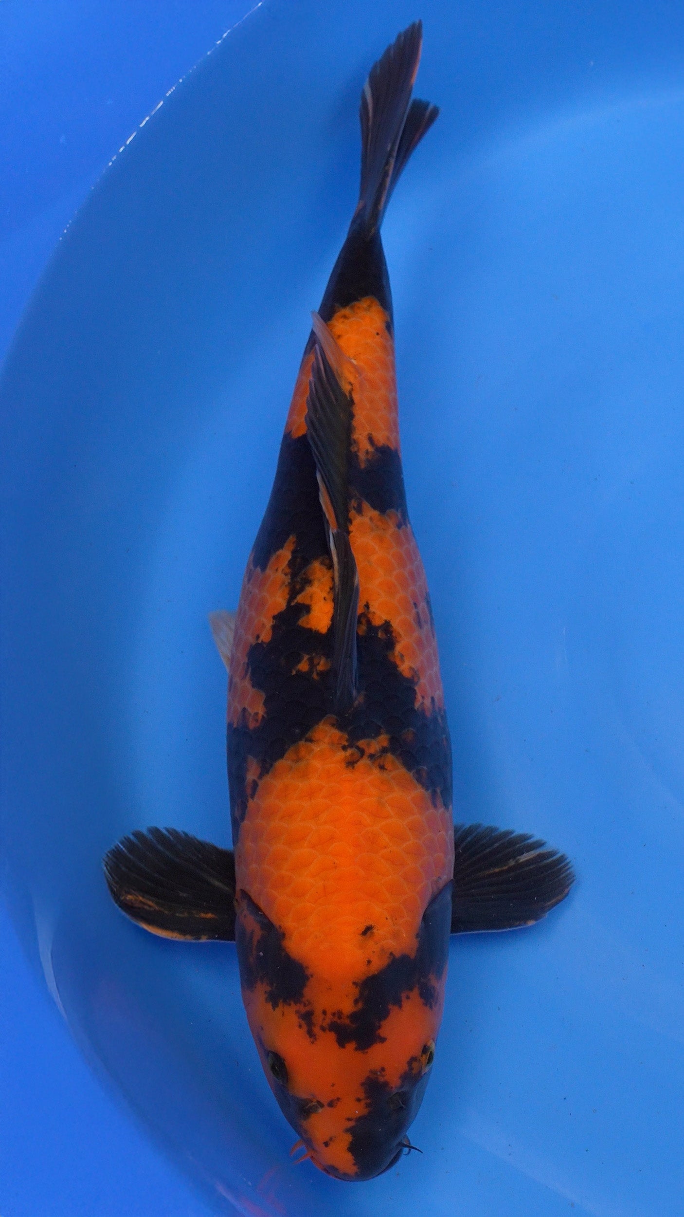 Hi Utsuri 22 inches − 240121362