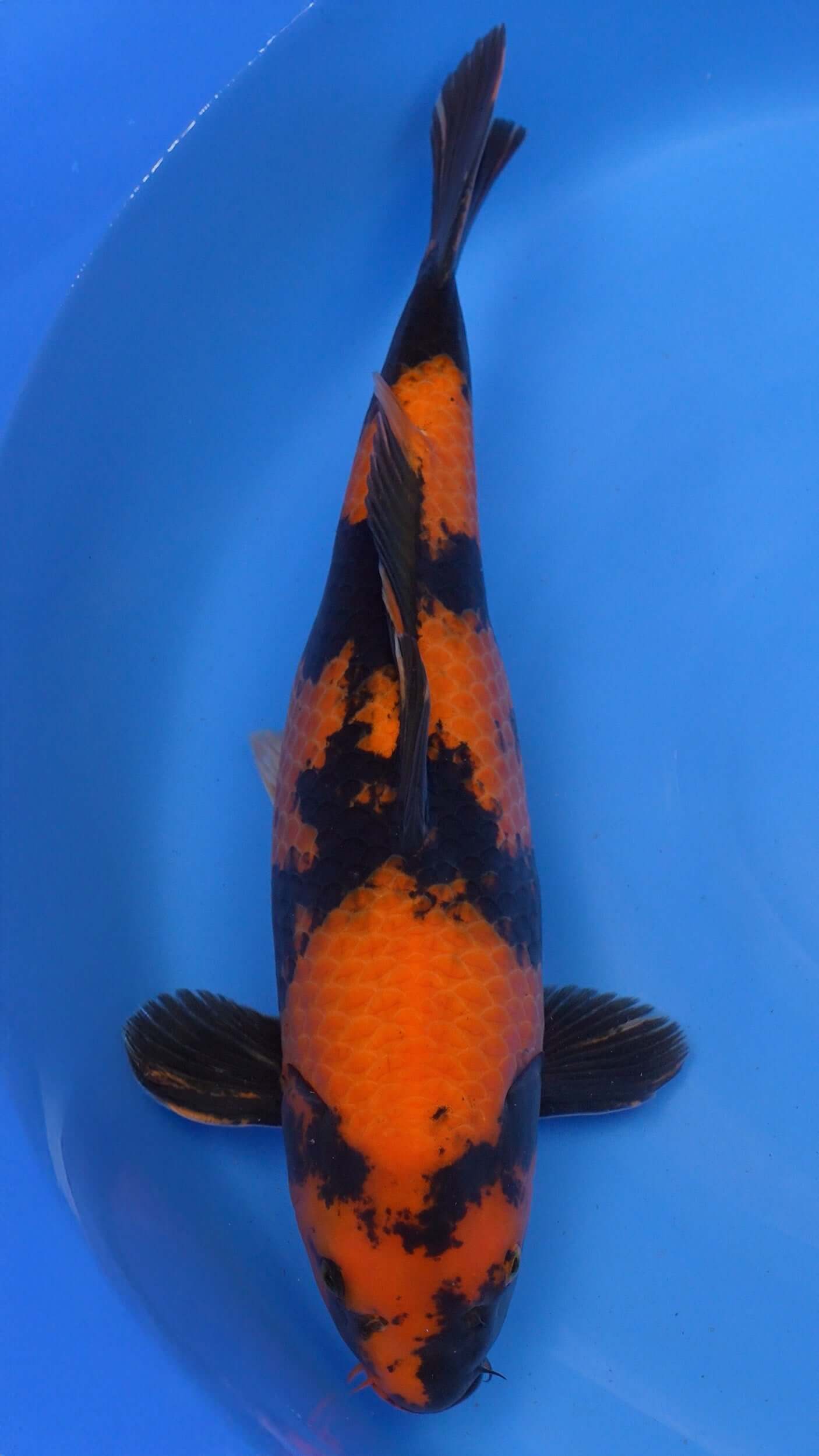 Hi Utsuri 22 inches − 240121362