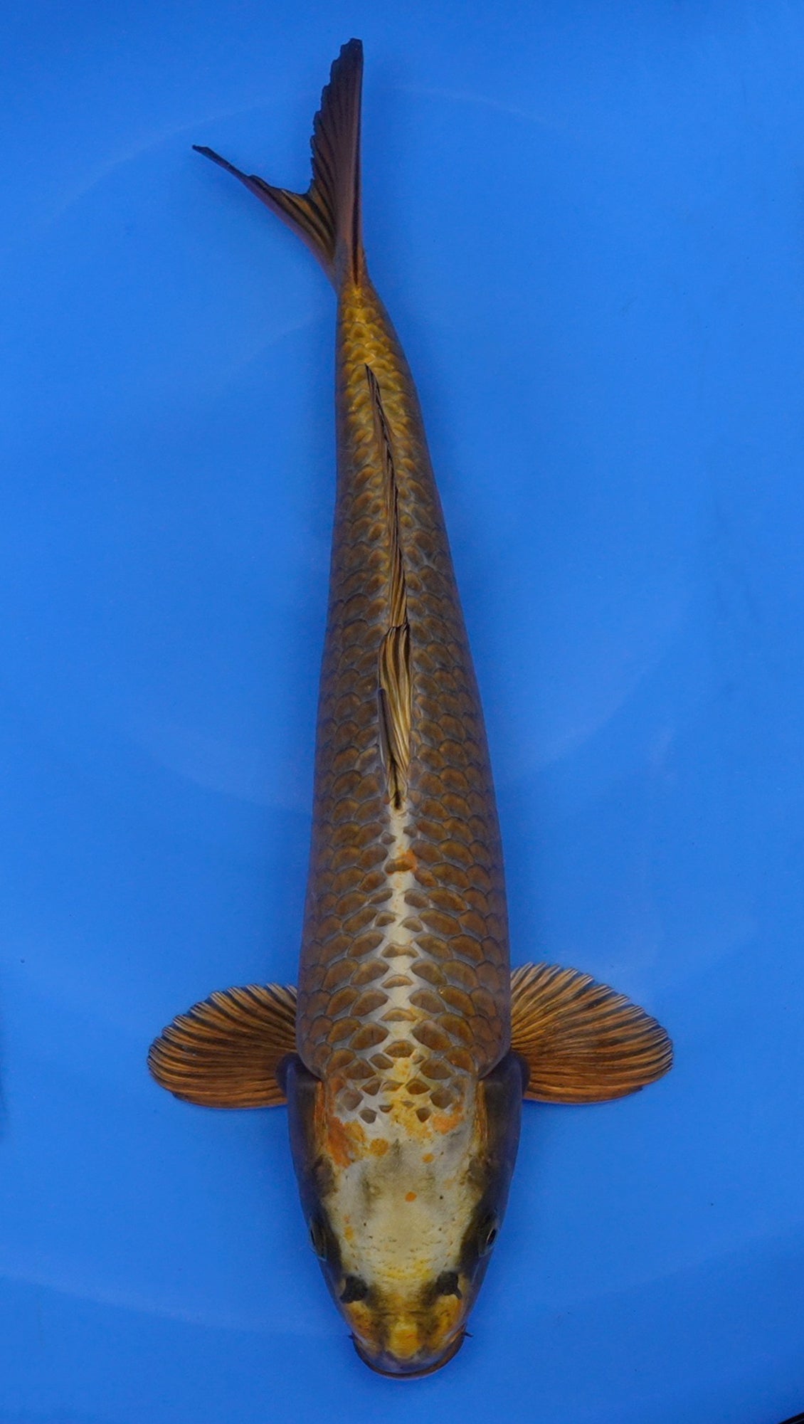 Mukashi Ogon 18 inch - 240121363