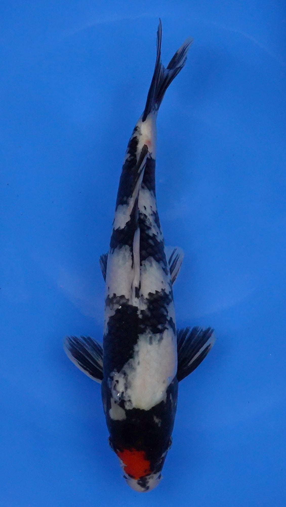 Tancho Showa 15 inch - 240121364