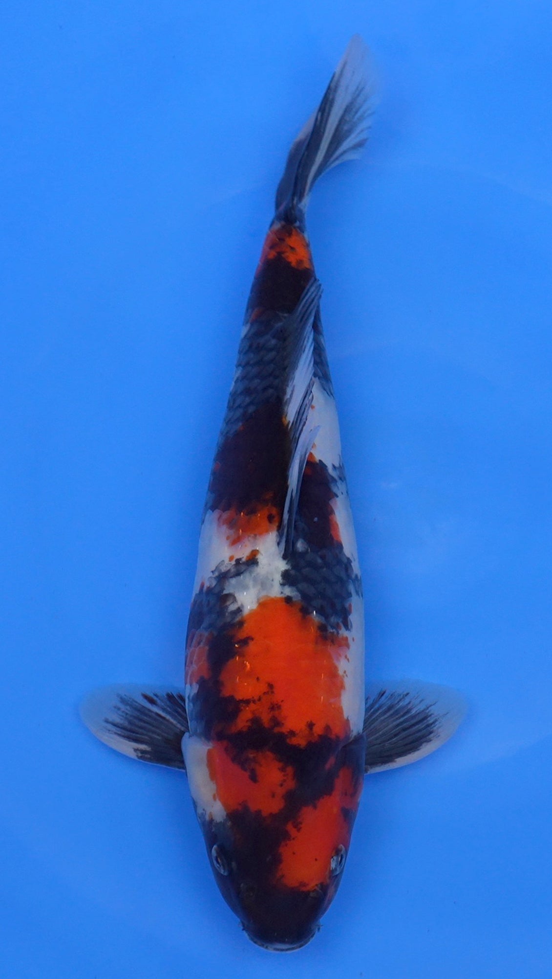 Showa 16 inch - 240121365