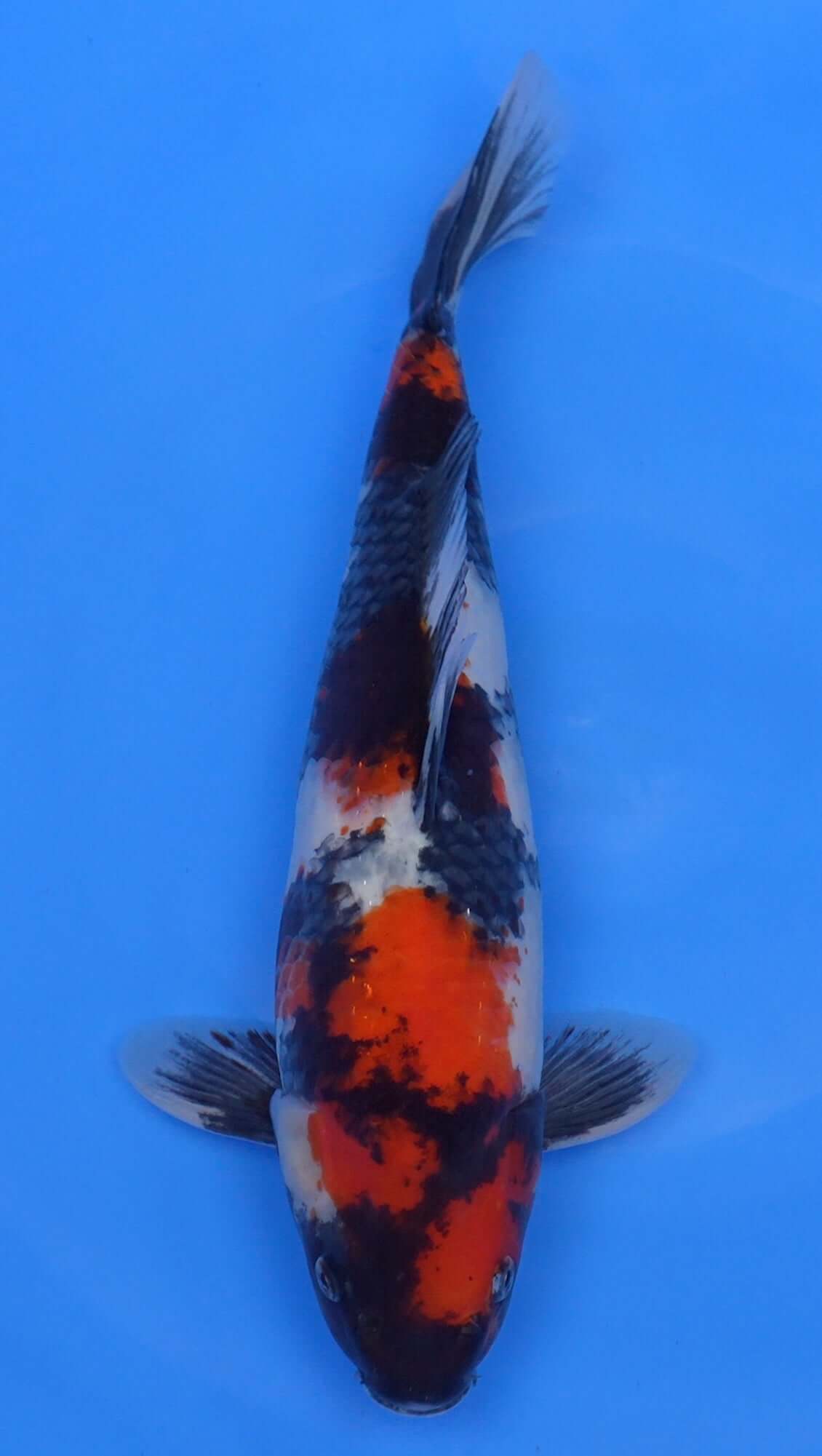 Showa 16 inch - 240121365