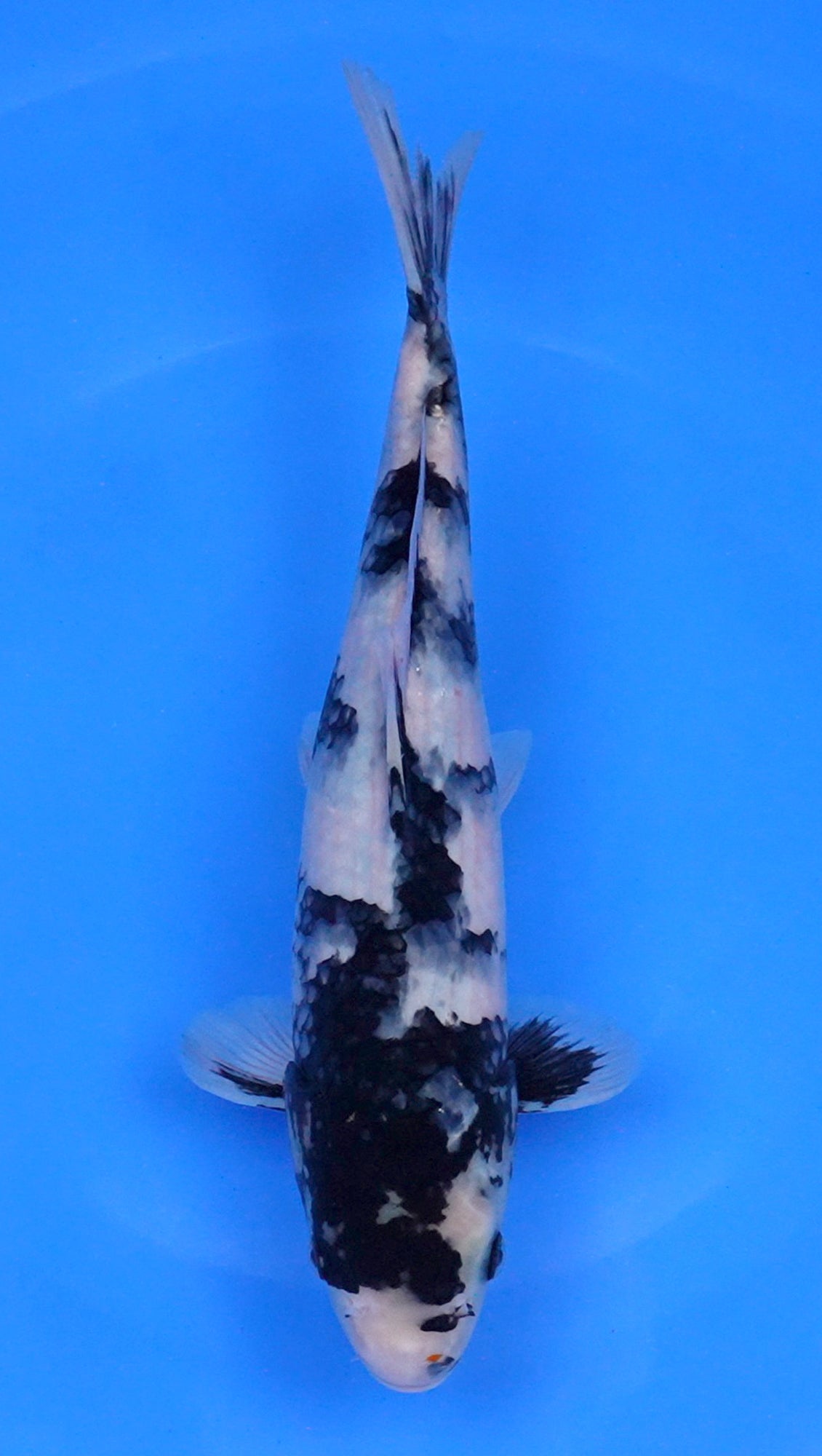 Shiro Utsuri 13 inch - 240134048