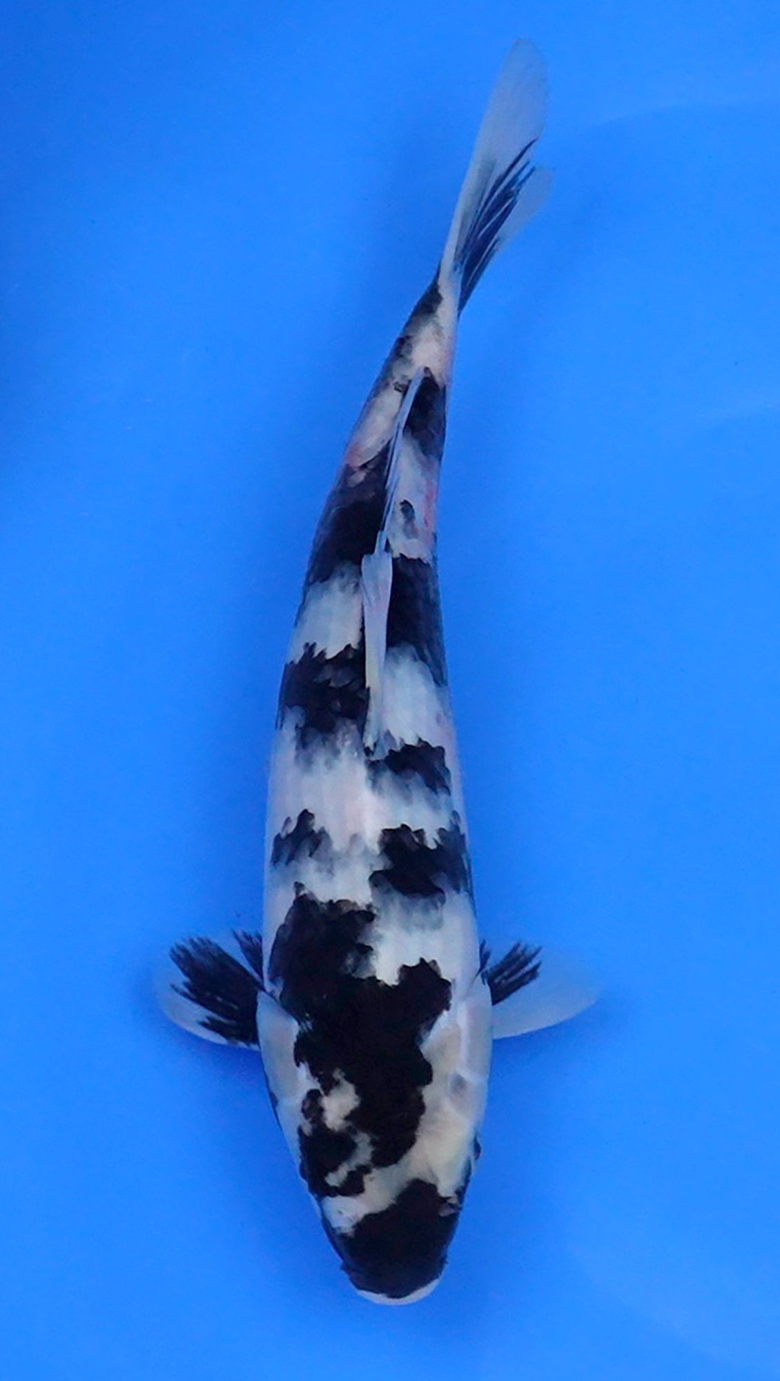 Shiro Utsuri 13 inch - 240134049