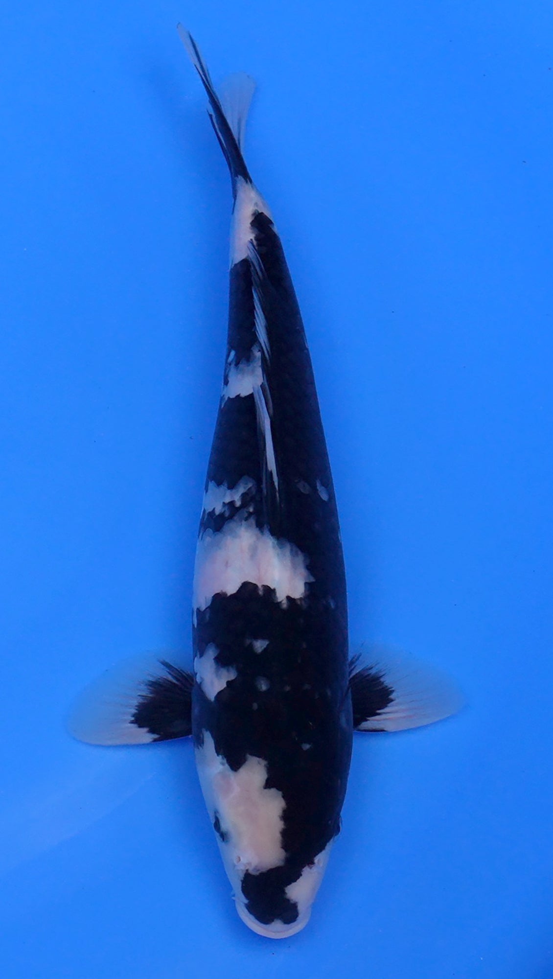 Shiro Utsuri 14 inch - 240134050