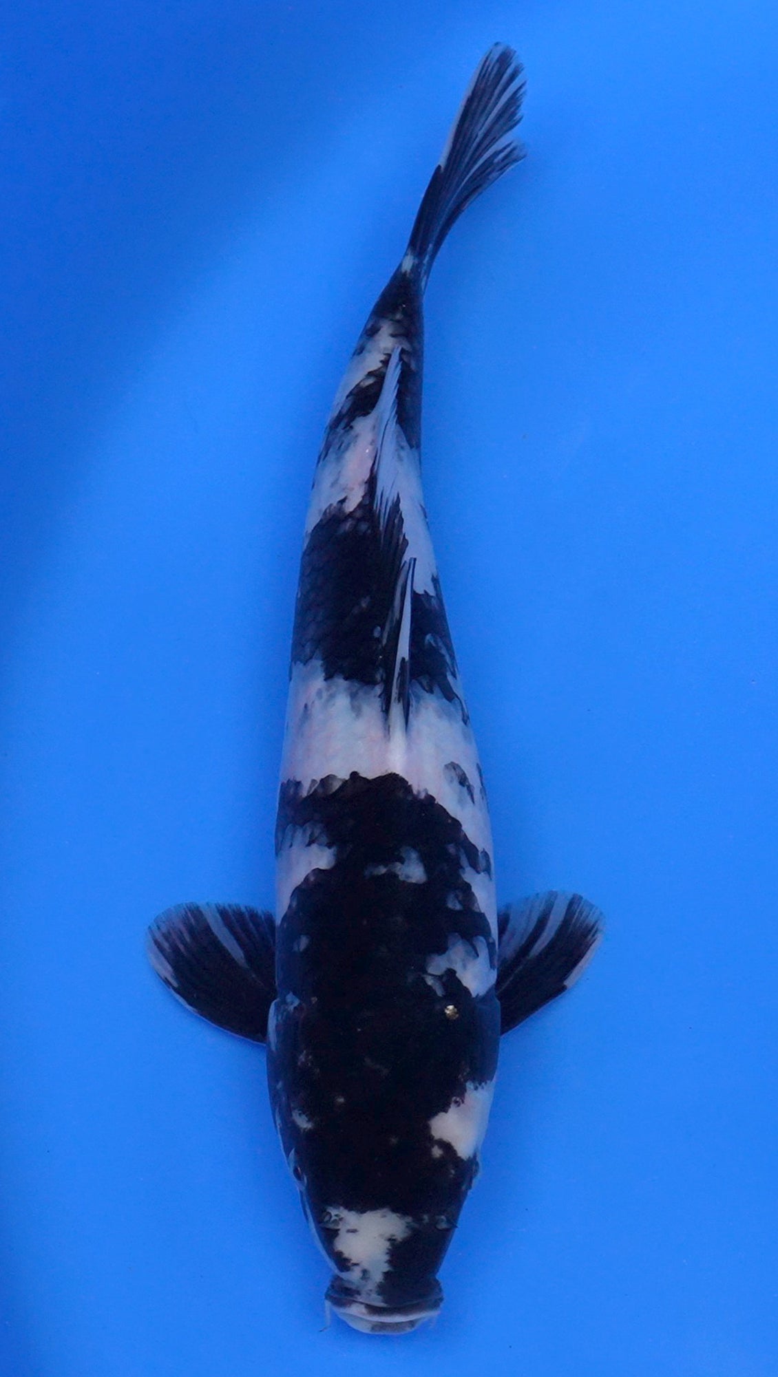 Shiro Utsuri 15 inch - 240134051