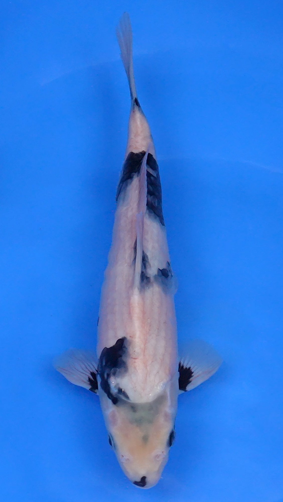 Shiro Utsuri 13 inch - 240134052