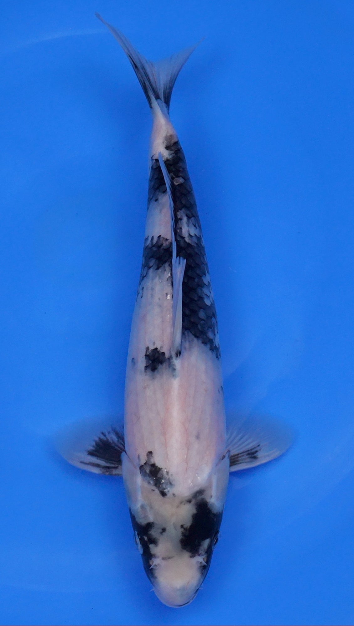 Shiro Utsuri 14 inch - 240134053