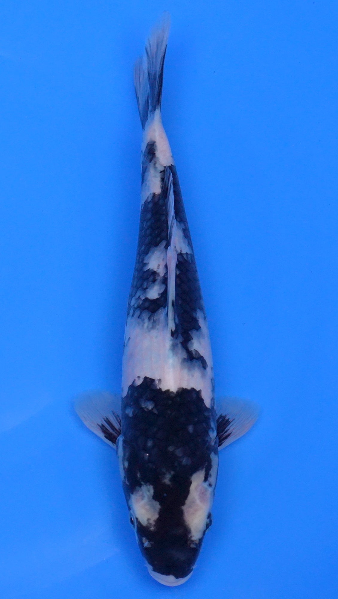 Shiro Utsuri 13 inch - 240134054