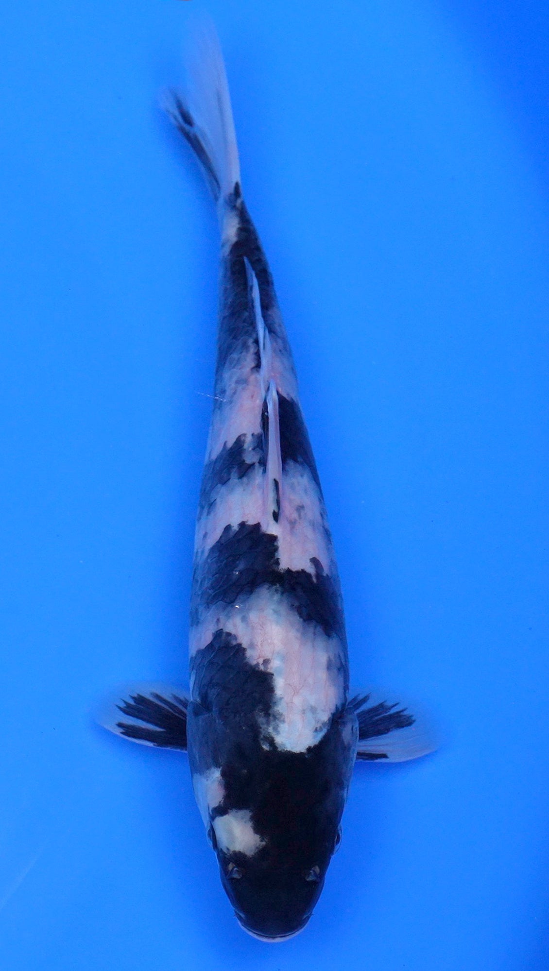 Shiro Utsuri 12 inch - 240134055