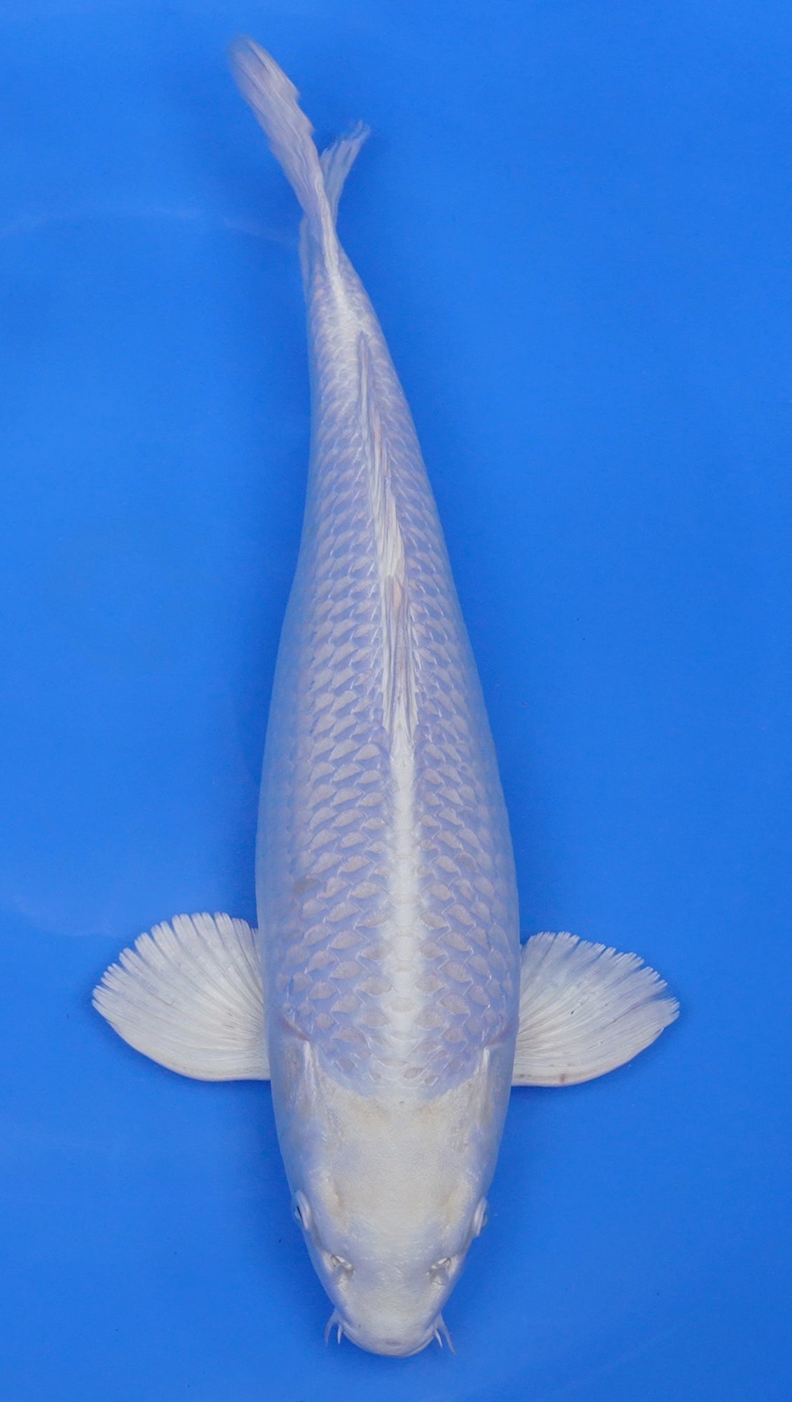 Platinum Ogon 17 inch - 240141009