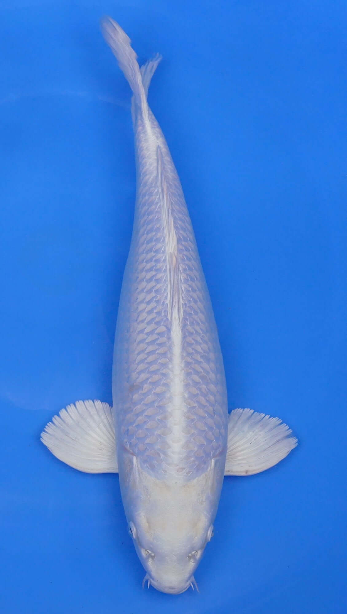 Platinum Ogon 17 inch - 240141009