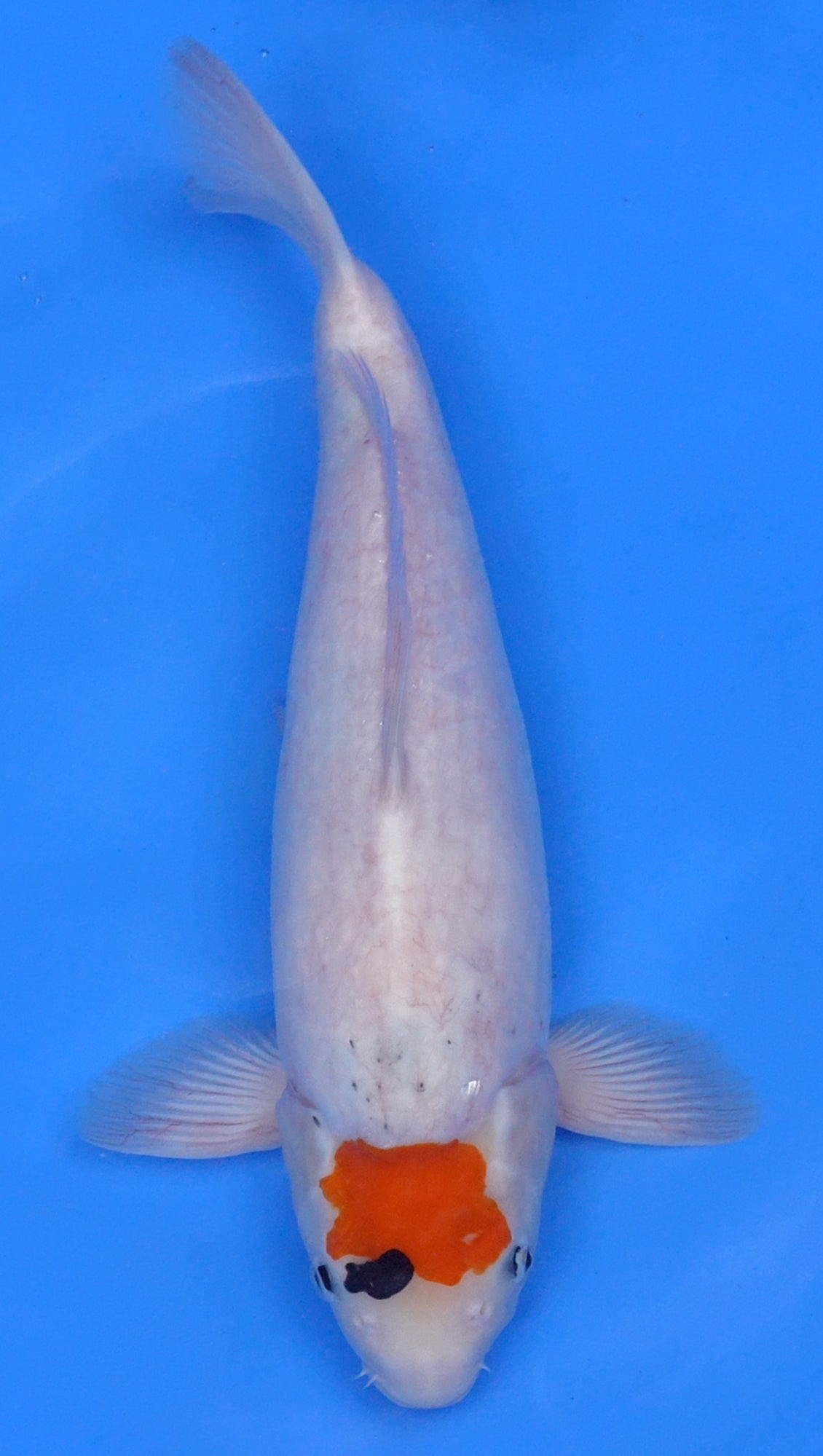 Tancho Showa 17 inch - 240141010