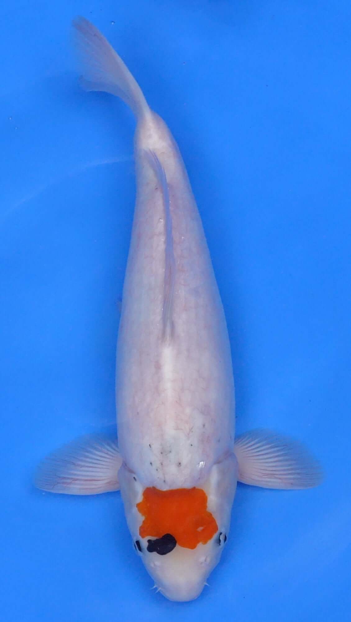 Tancho Showa 17 inch - 240141010