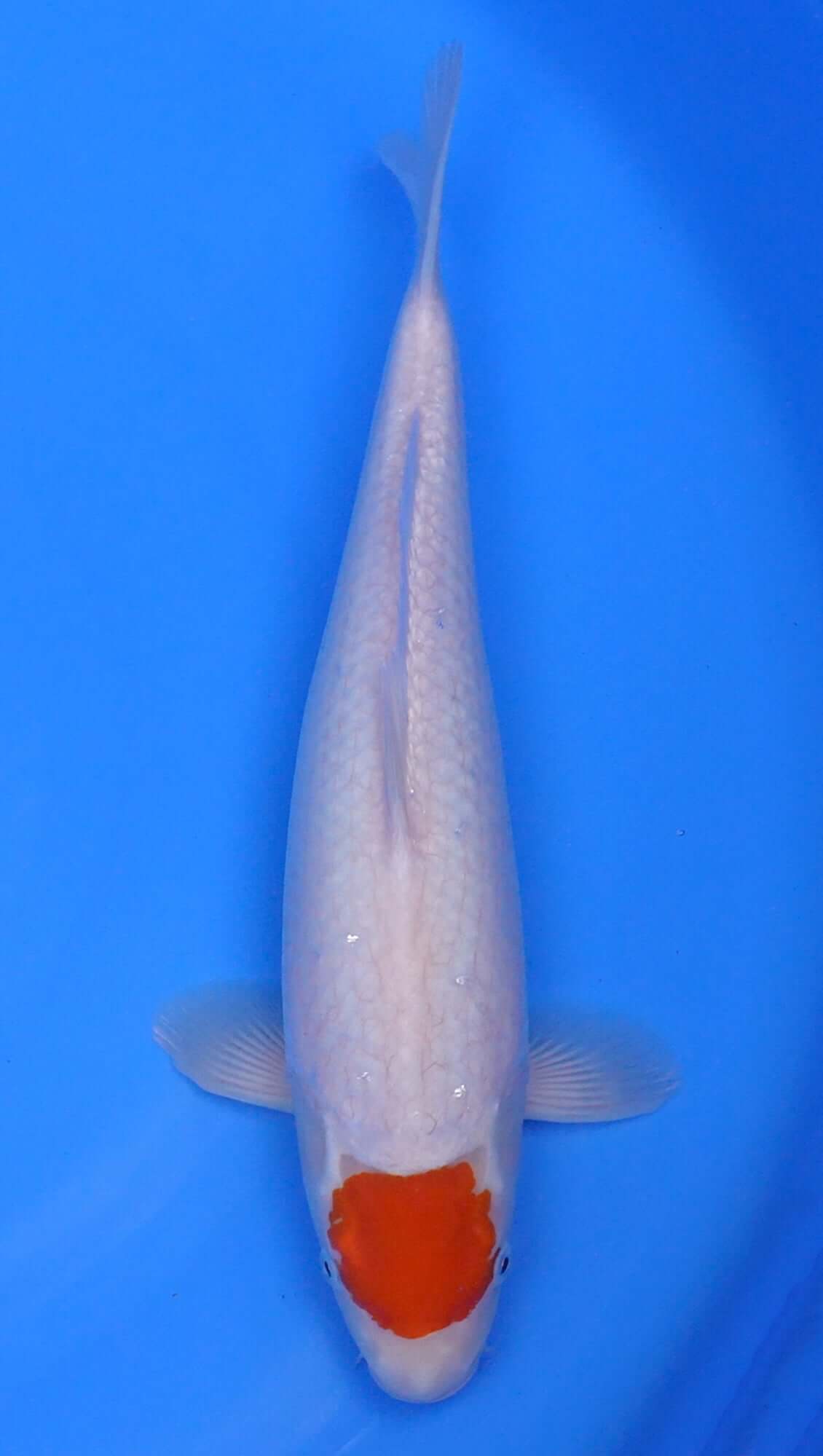 Tancho Kohaku 16 inch - 240141011