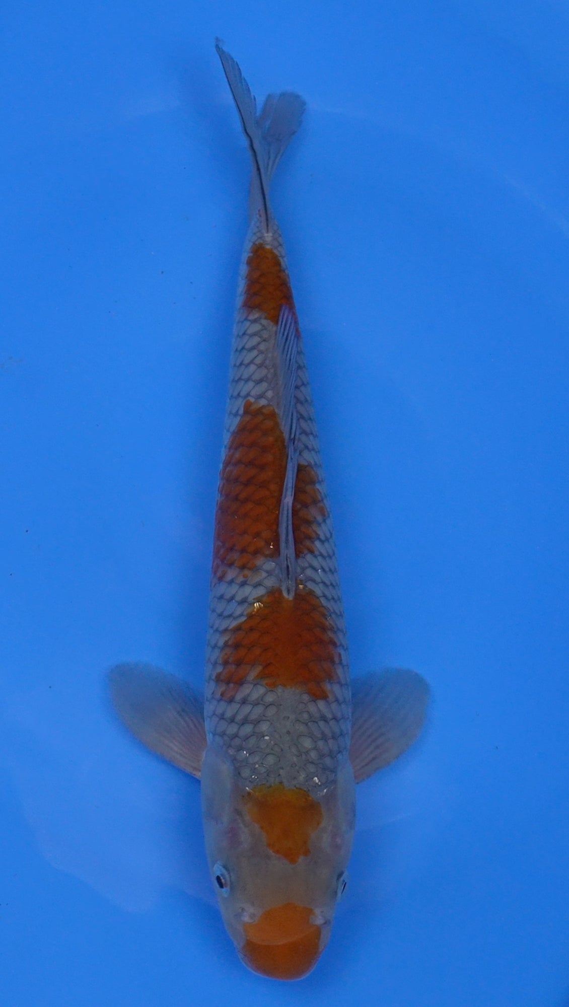 Ochiba 13 inch - 240145124