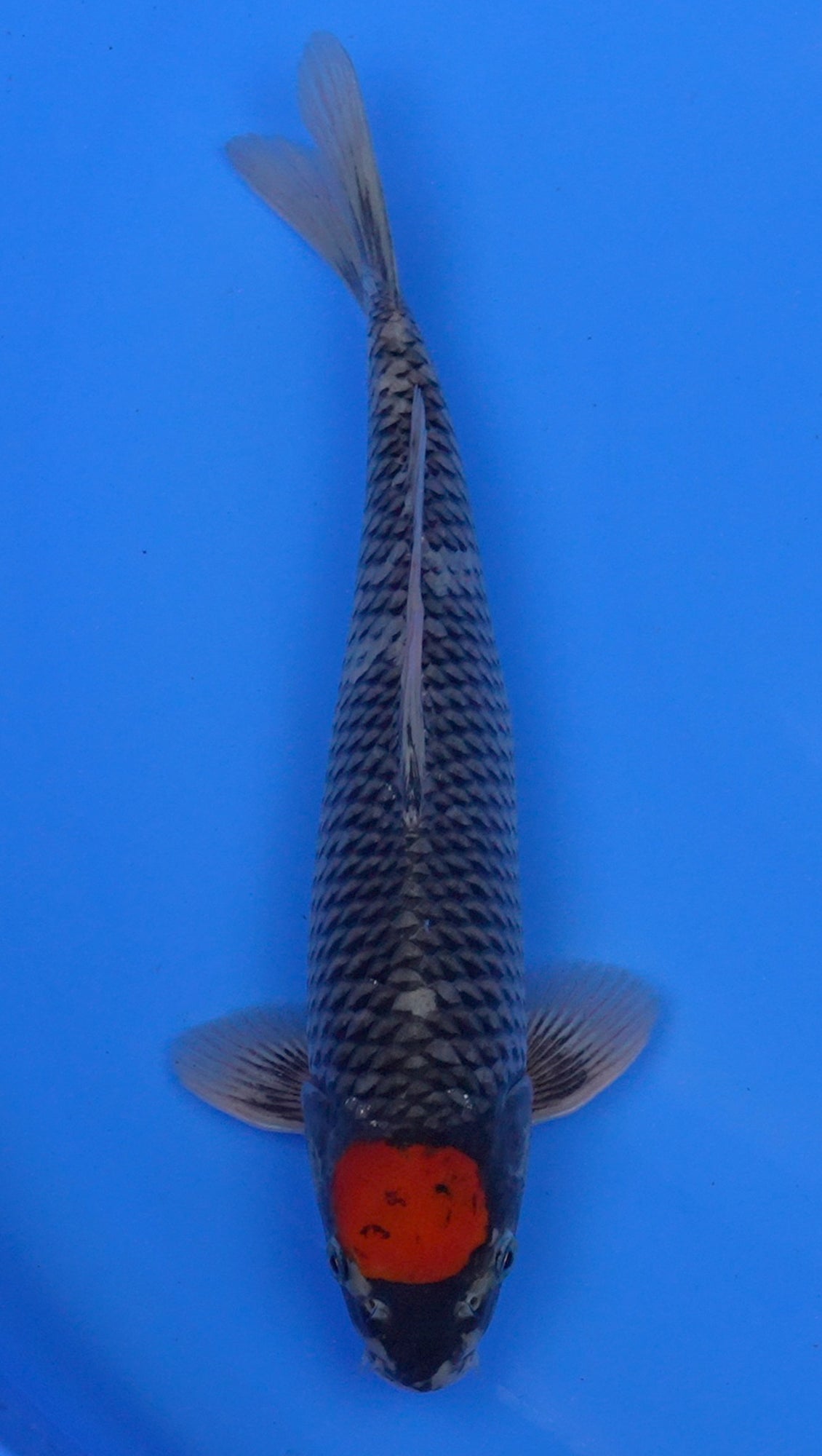 Tancho Goshiki 14 inch - 240145125