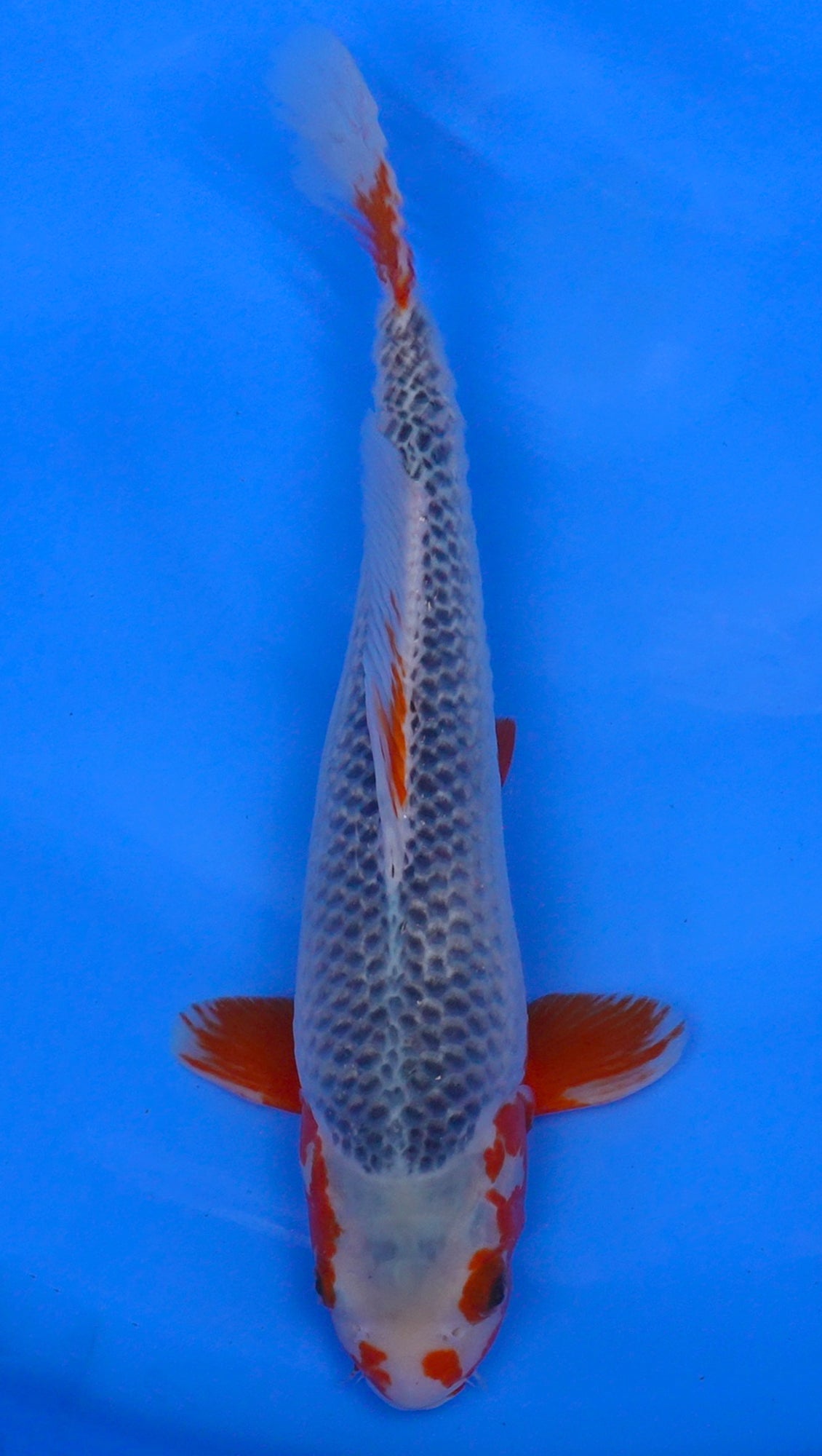 Asagi 16 inch - 240145127