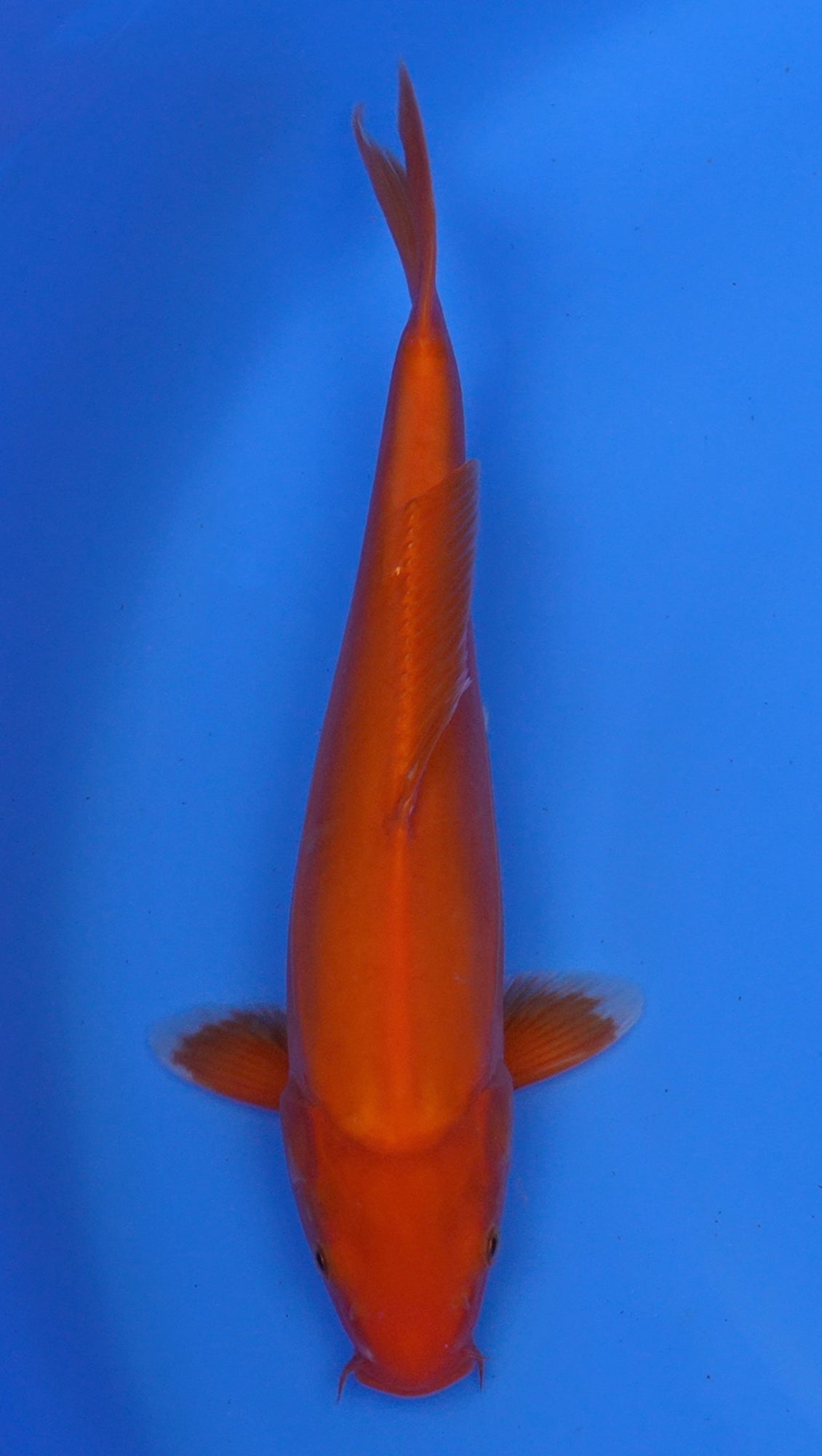 Doitsu Benigoi 15 inch - 240145128