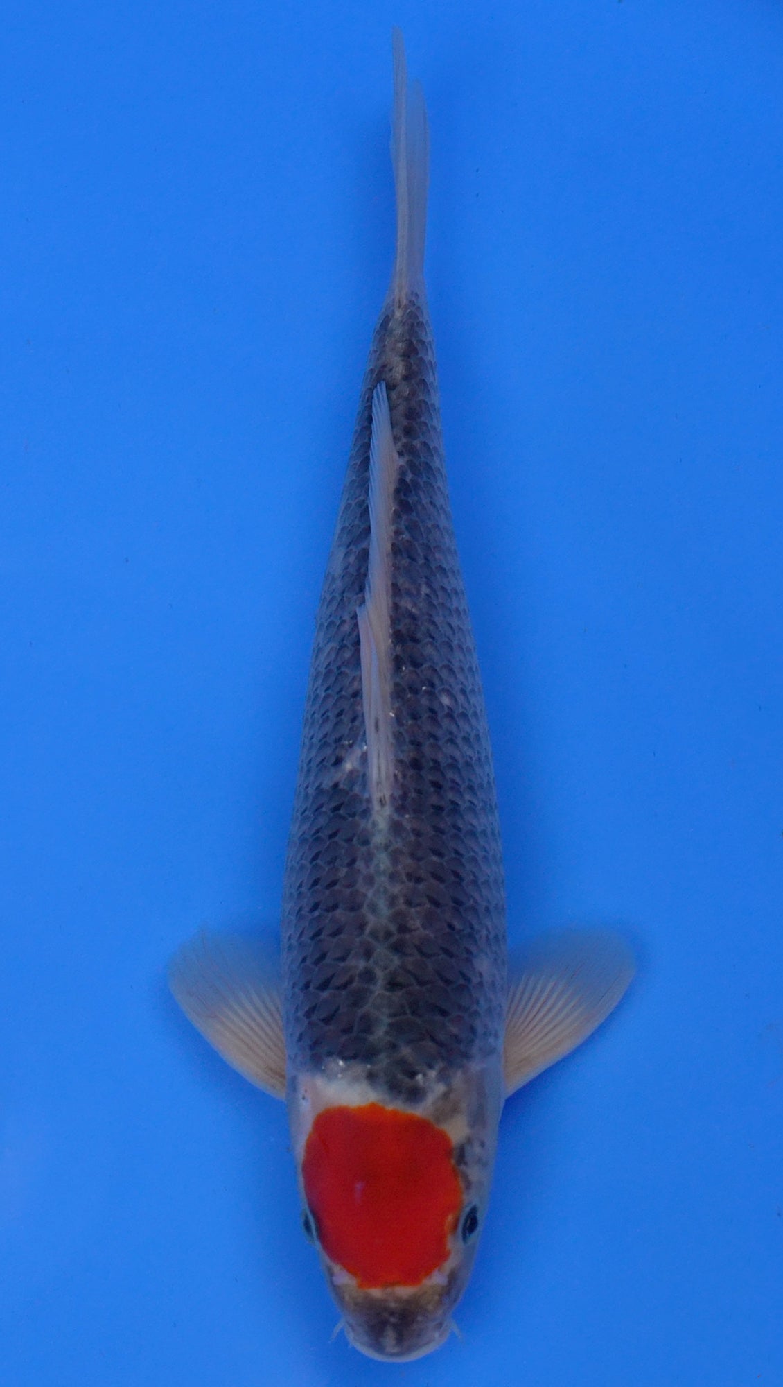 Tancho Goshiki 13 inch - 240145129