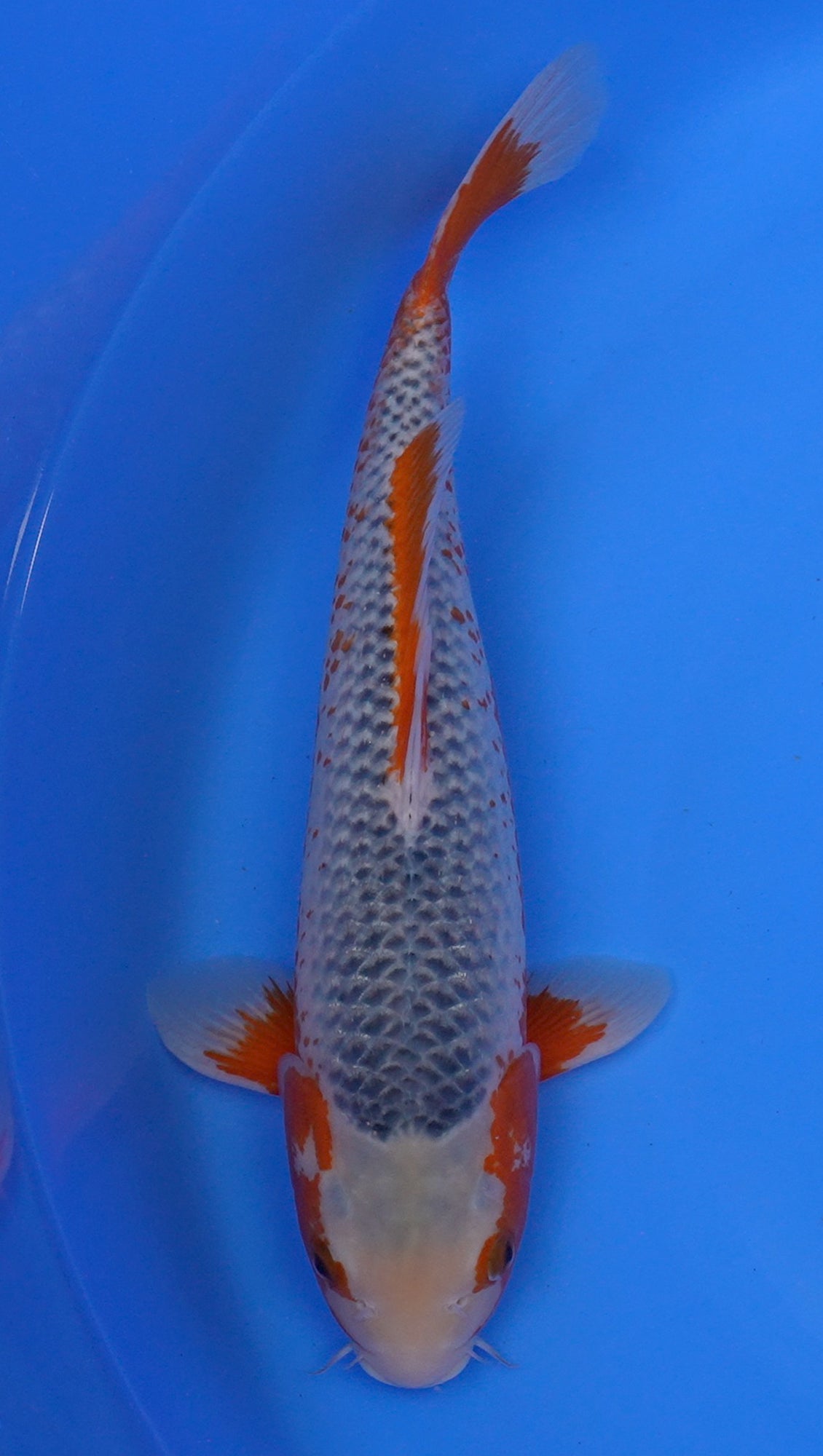 Asagi 18 inch - 240154119