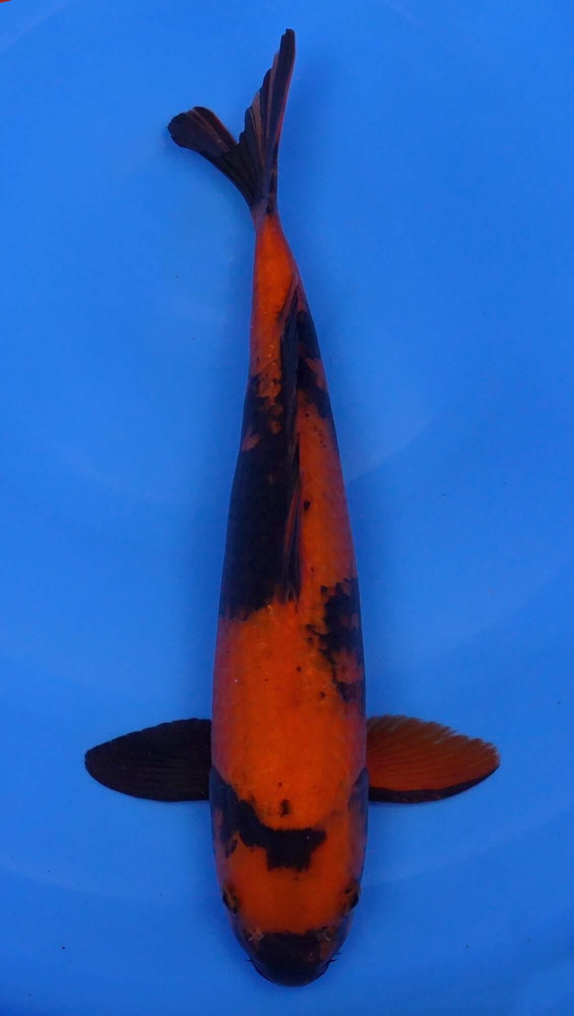 Hi Utsuri 17 inch - 240154120