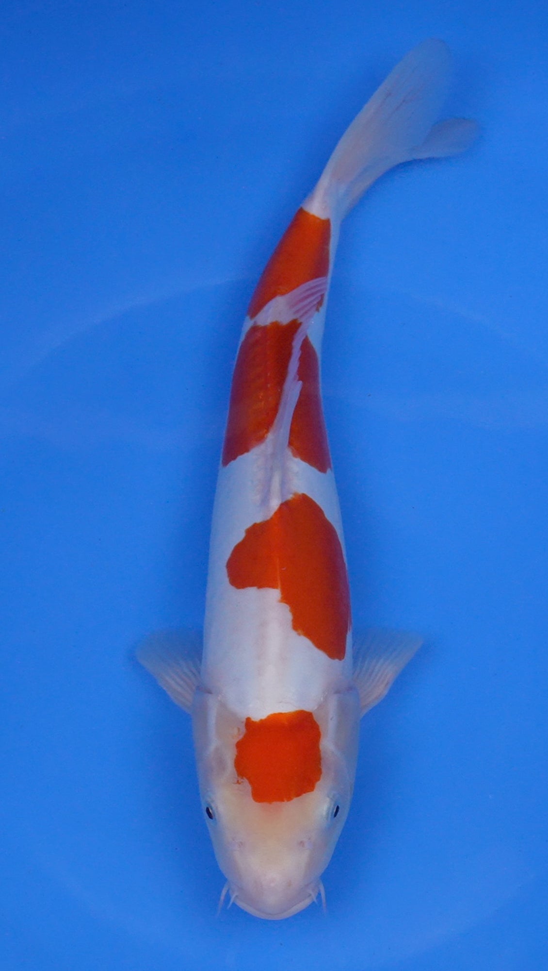 Doitsu Kohaku 14 inch - 240154121