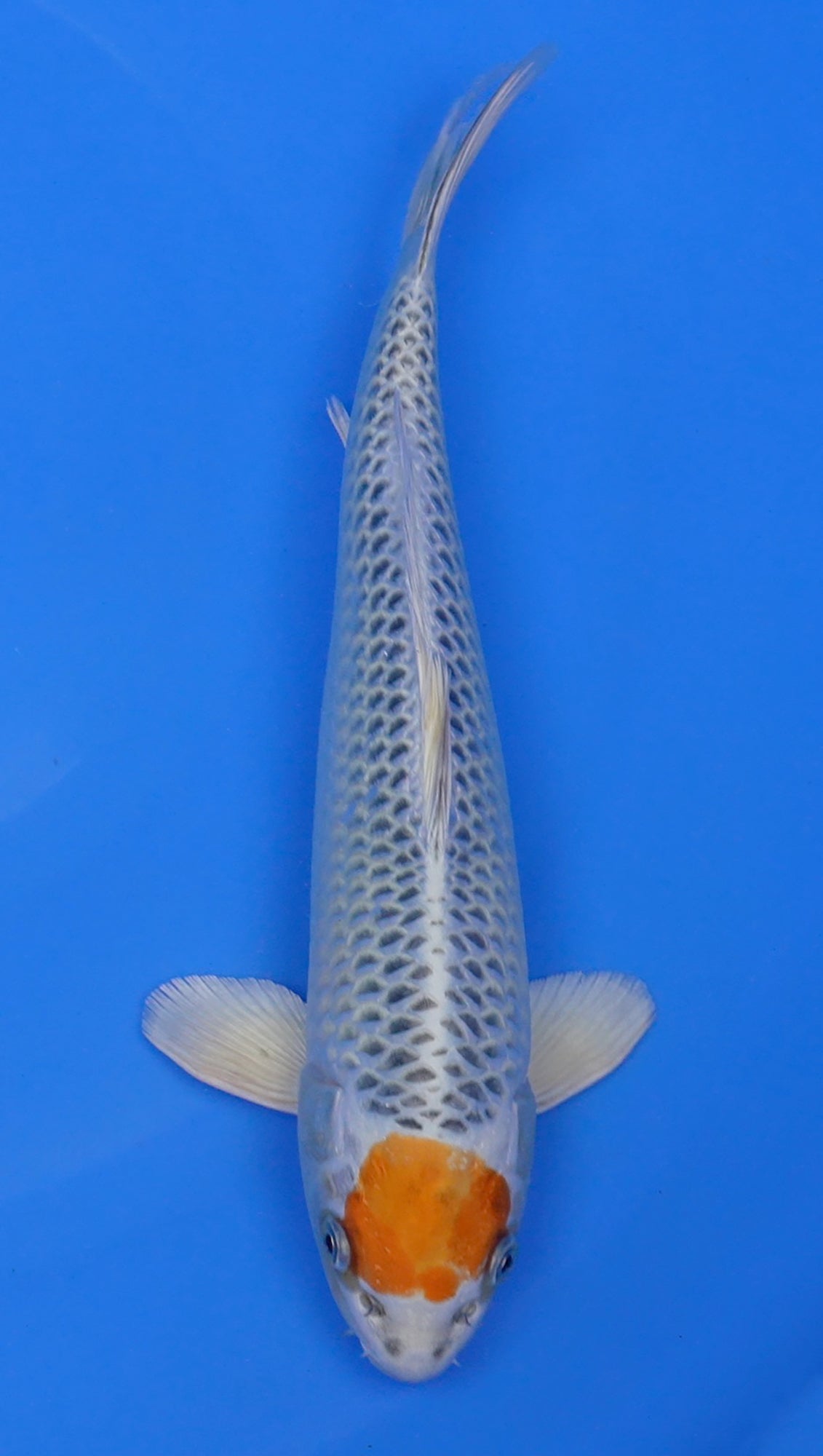 Tancho Kujaku 14 inch - 240154122