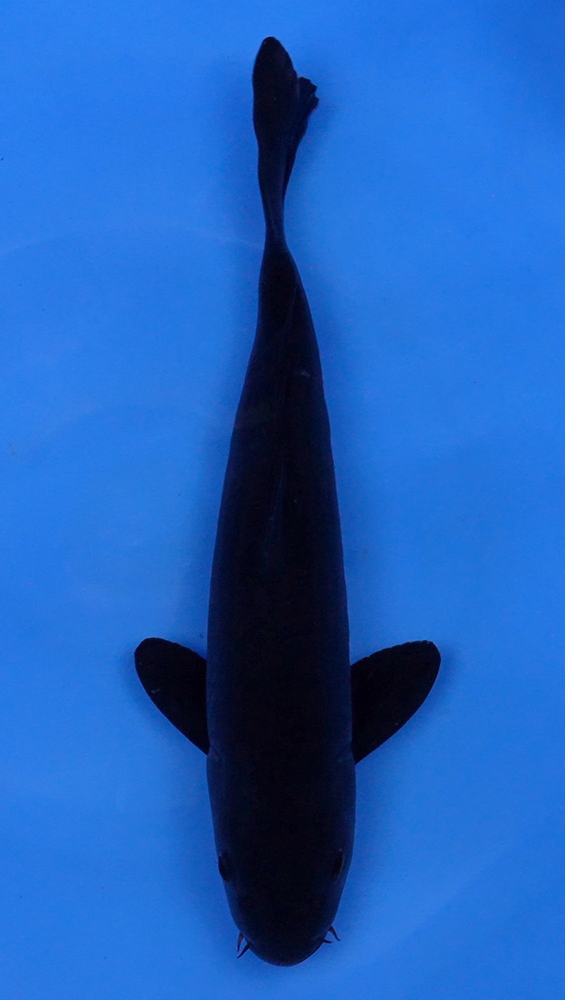 Karasu 16 inch - 240154131