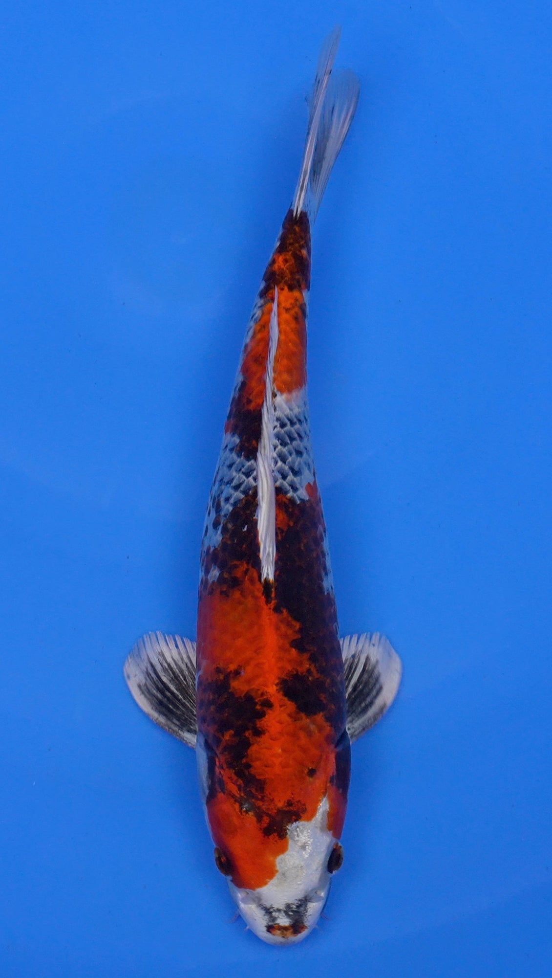 Kin Showa 14 inch - 240154132