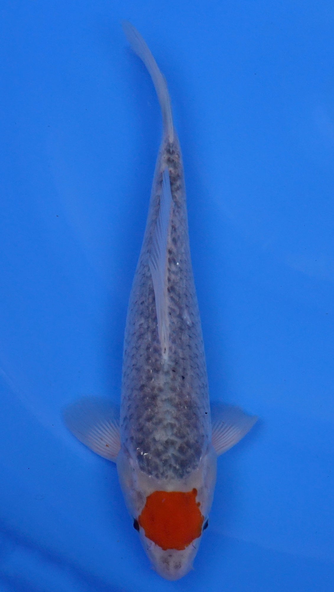 Tancho Goshiki 14 inch - 240154133