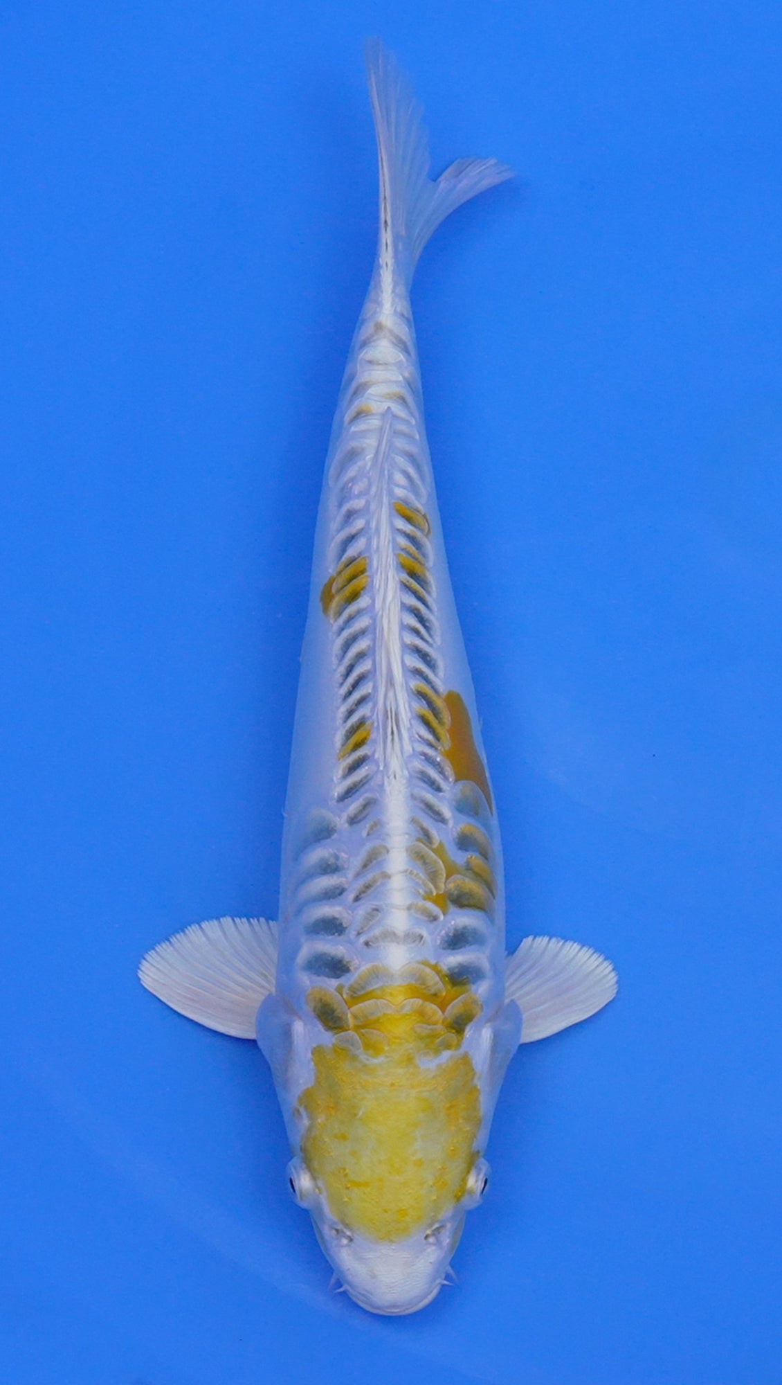 Yellow Dragon 16 inch - 240154399