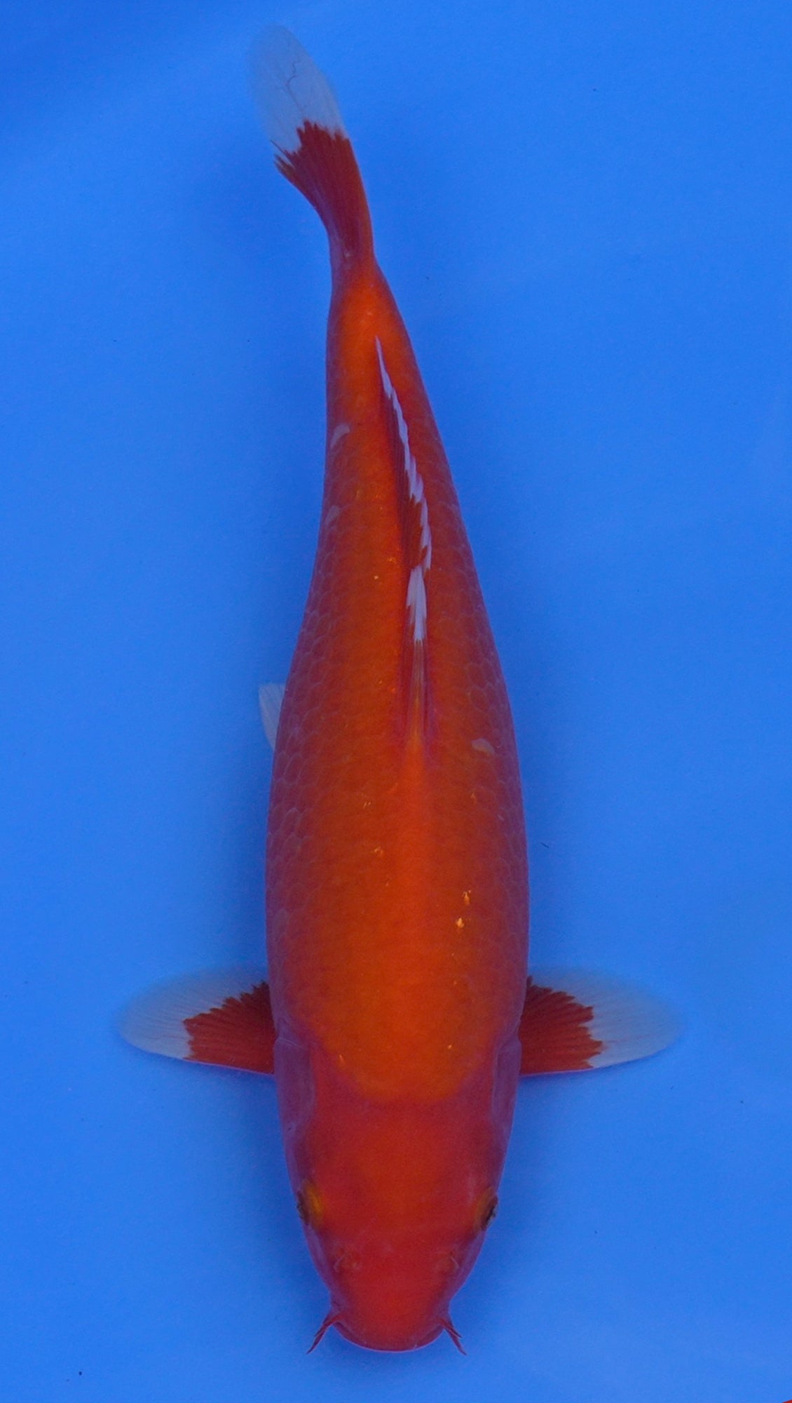 Beni Hajiro 15 inch - 240154401